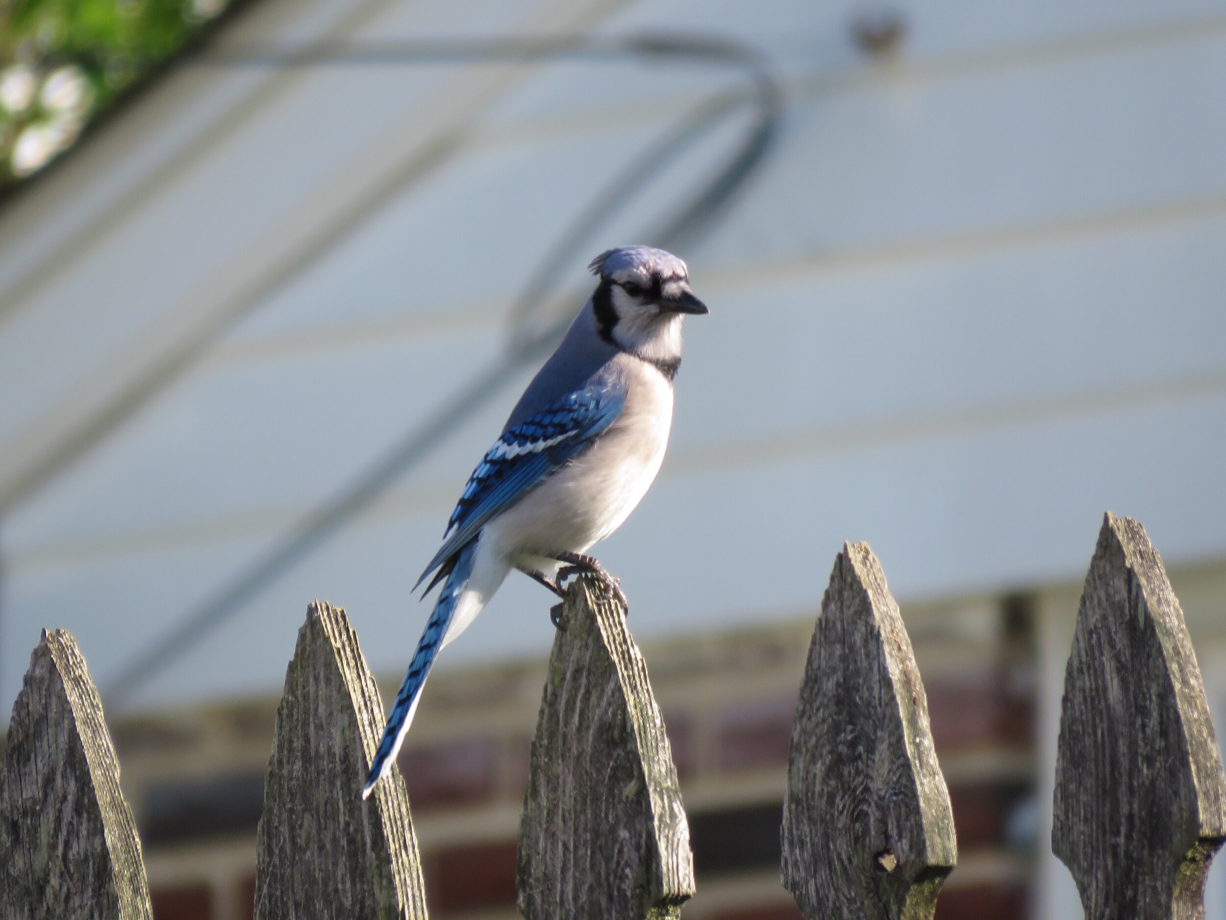 Male Bluejay, 2020