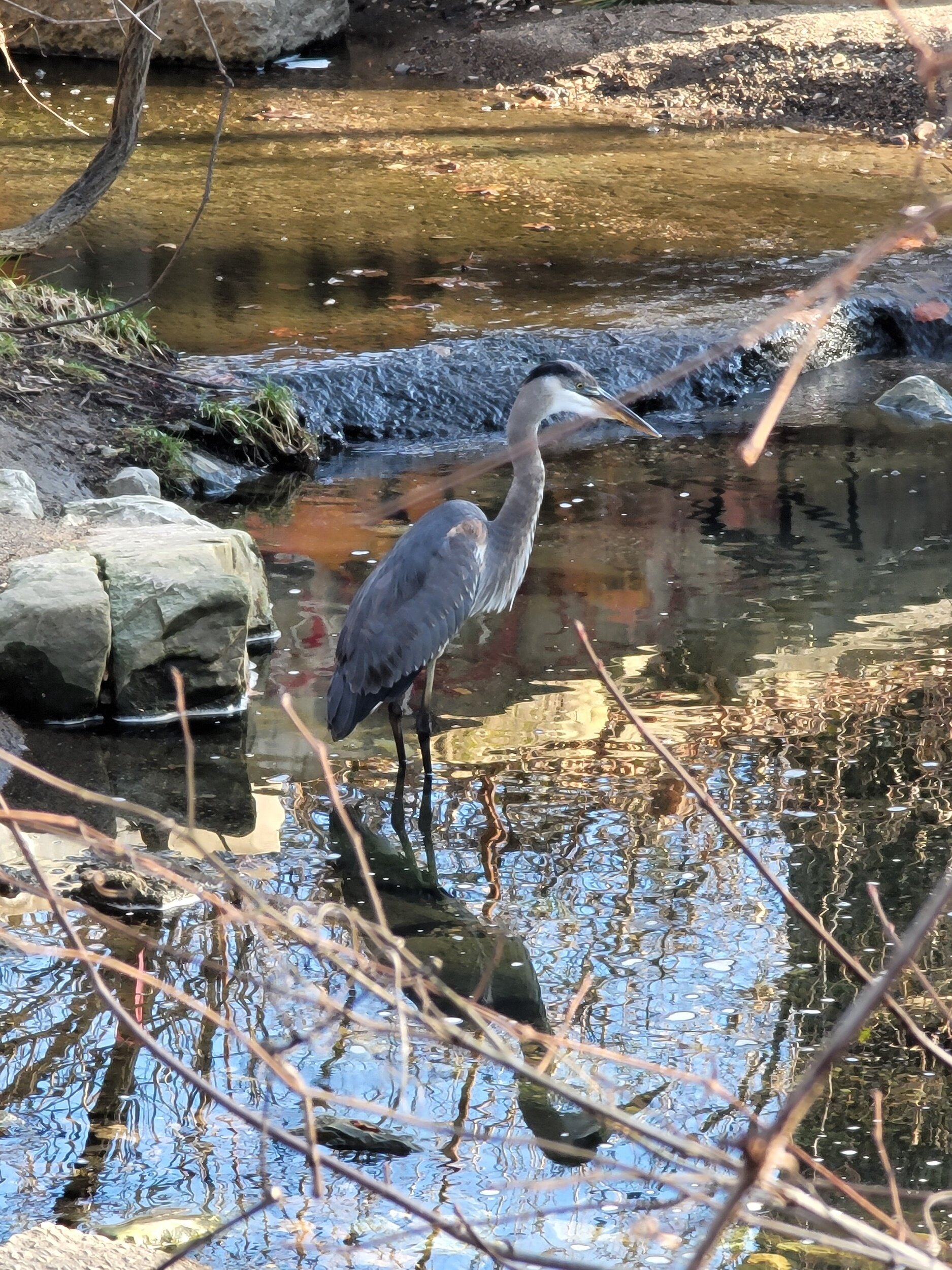 Great Blue Heron, 2020