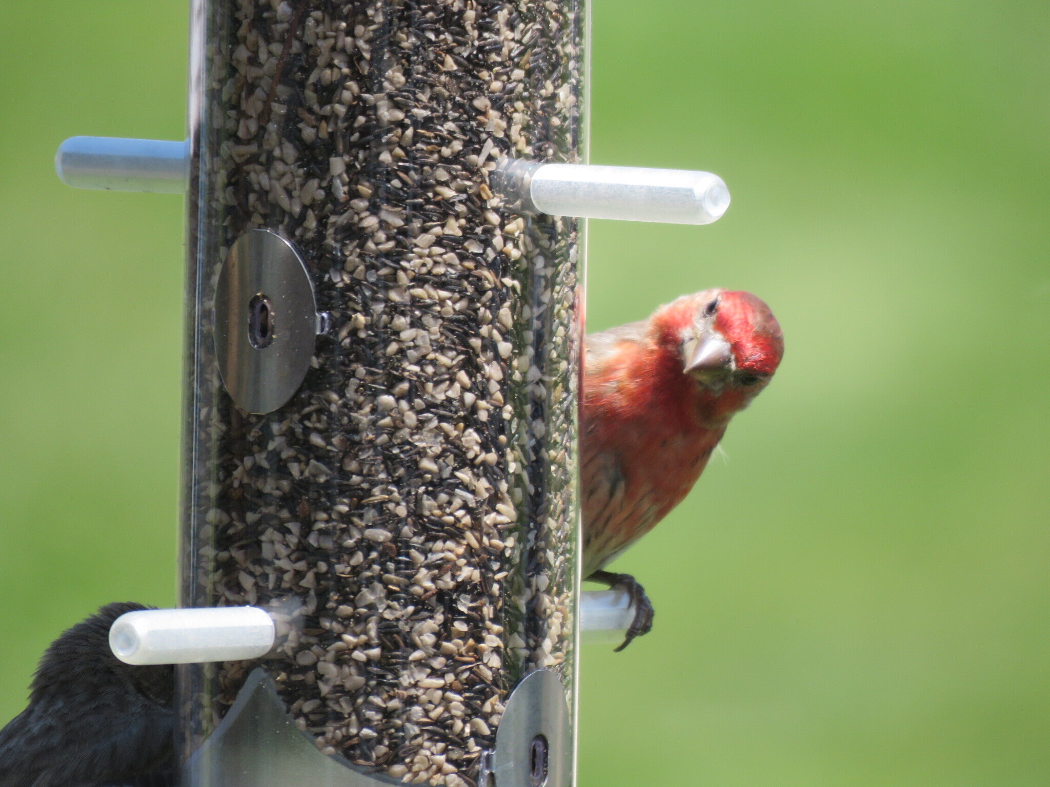Male House Finch, 2020