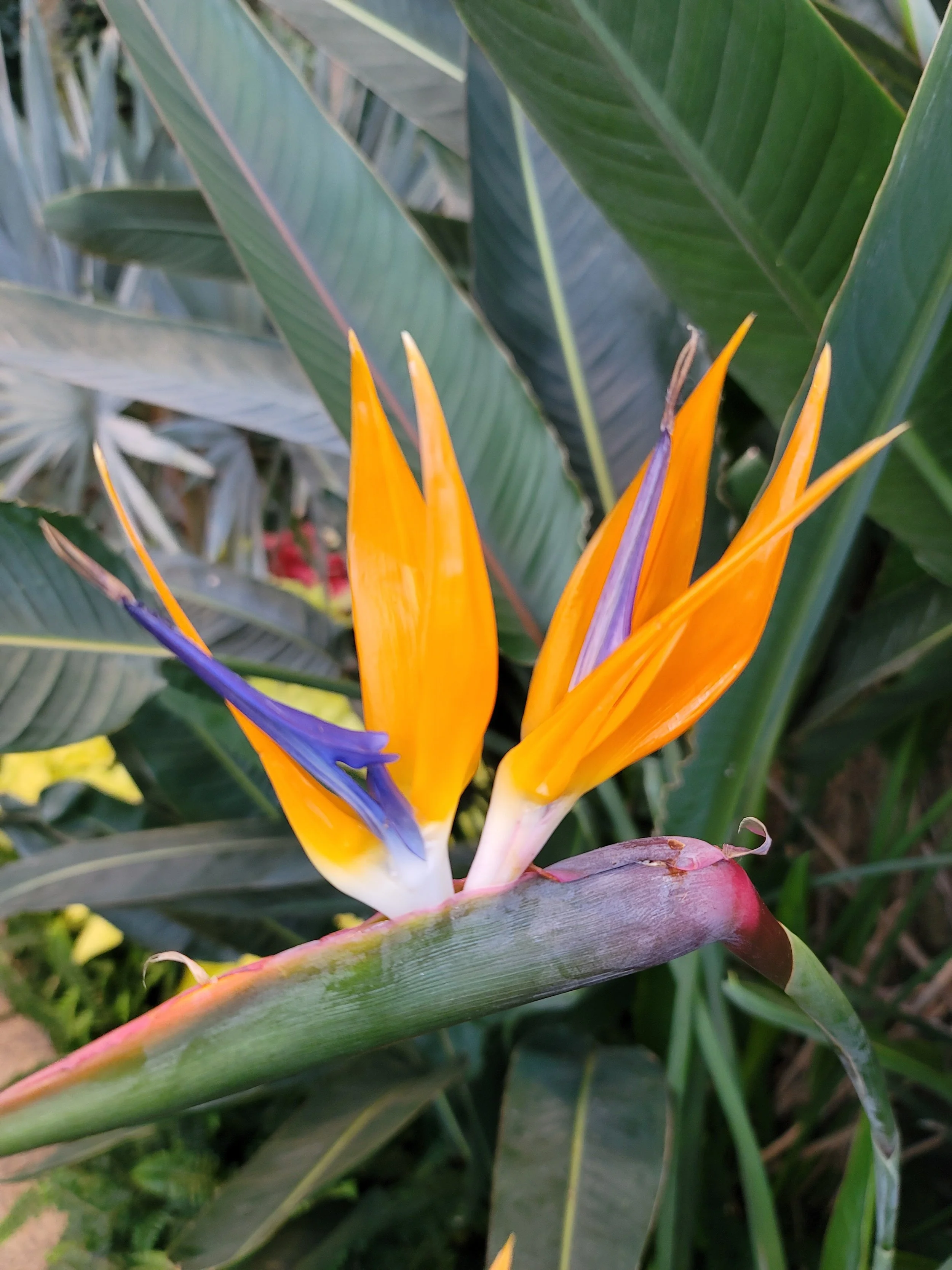 bird of paradise.