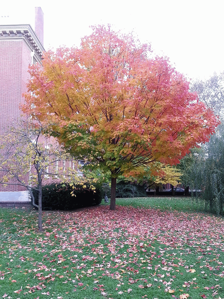 this fall.
