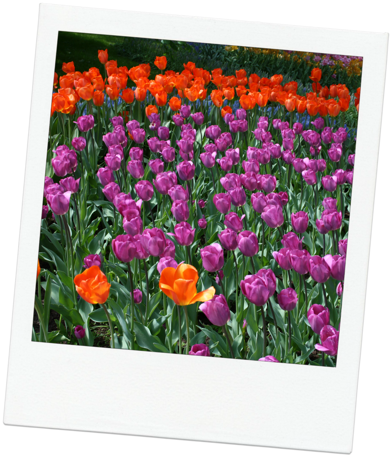 IMG_0725(1).png