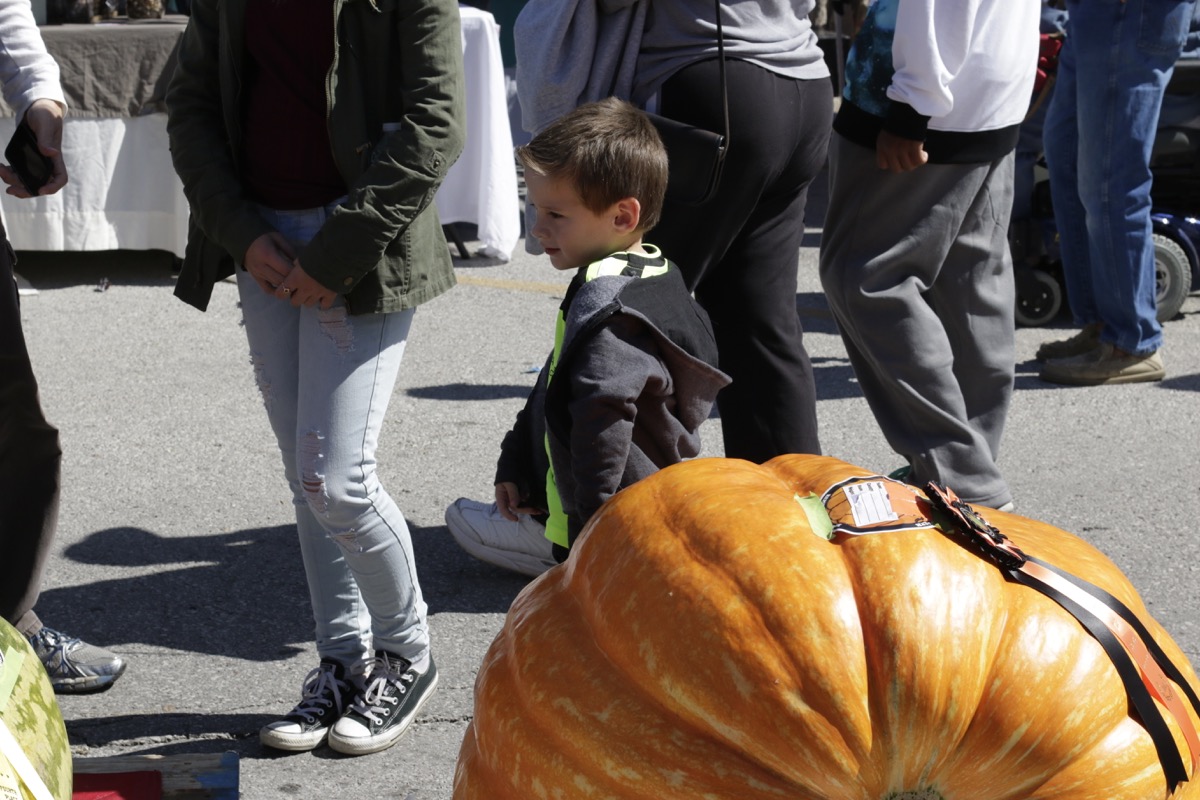 Pet Parade 40.jpg
