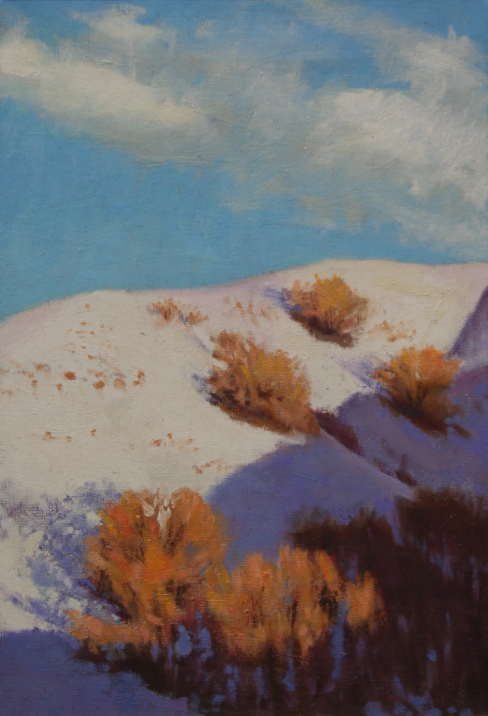 Scrub Oaks In Snow
