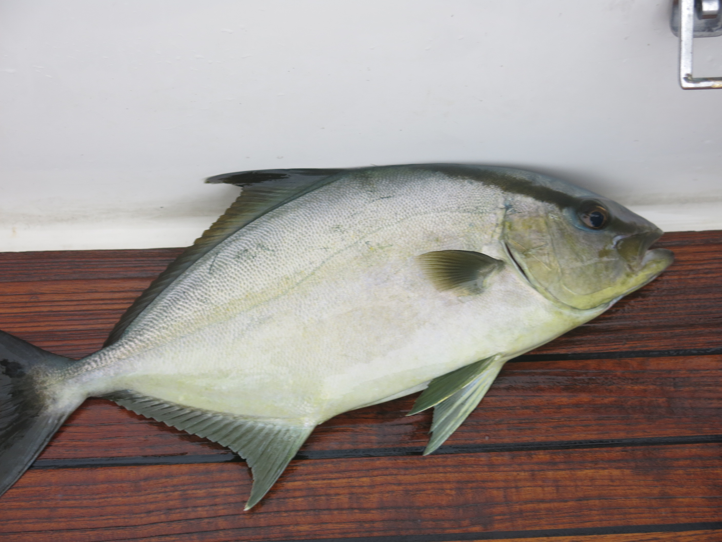 What fish is this?
