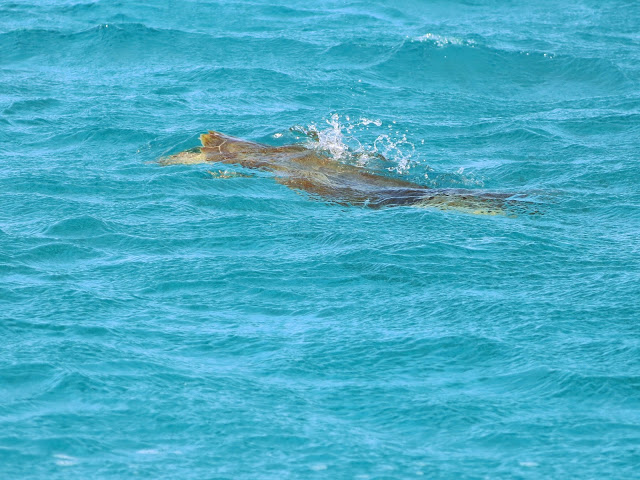 TURTLE SPOTTING IN TOBAGO CAYS
