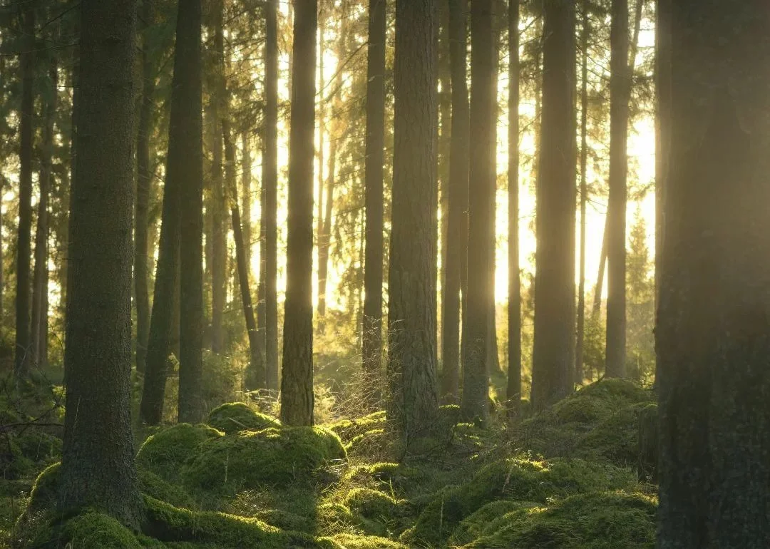 Brighton Festival - Royal Philharmonic Orchestra and Brighton Festival Chorus