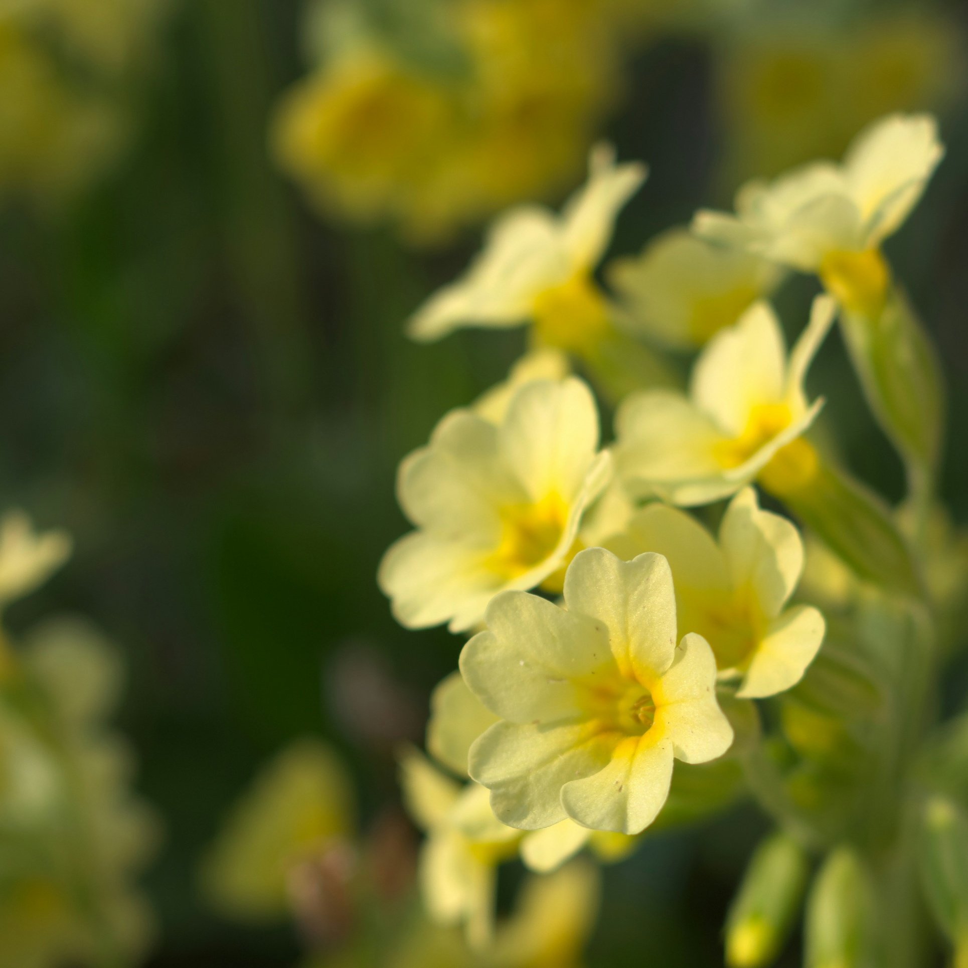 Summer concert: O Mistress Mine