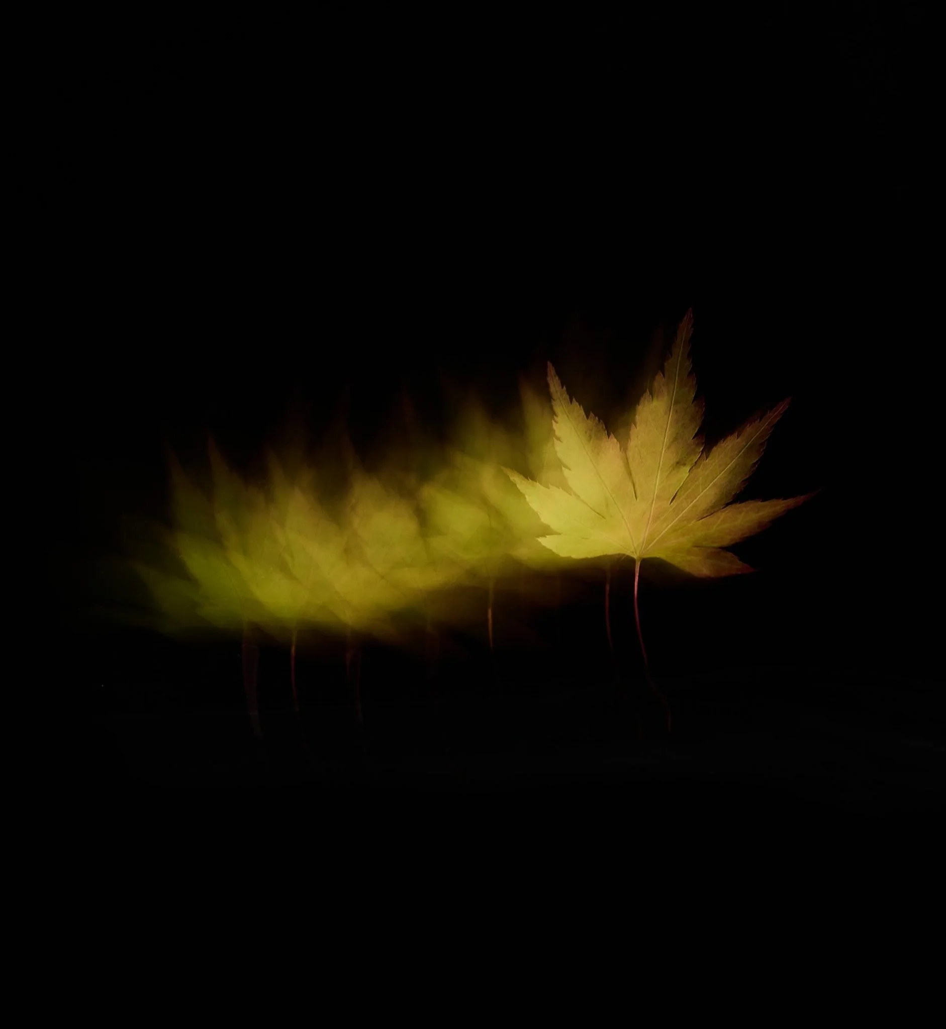 Sanctuary: A Turning Leaf