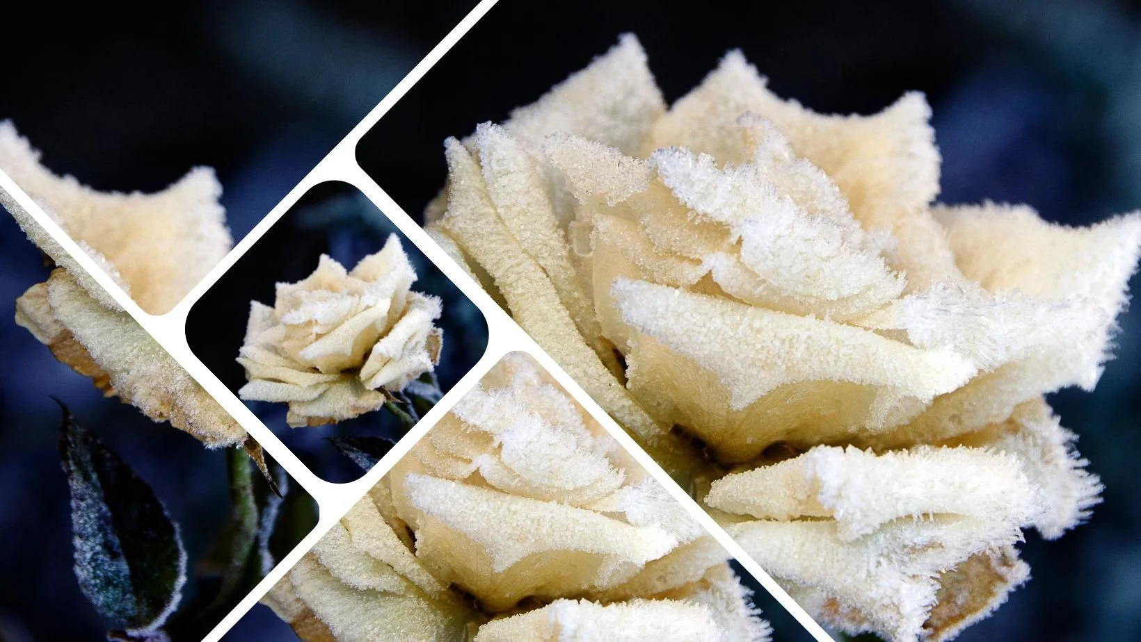 Christmas at St George's