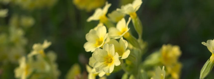 Primroses in the sunlight, image by Andrew from Unsplash.