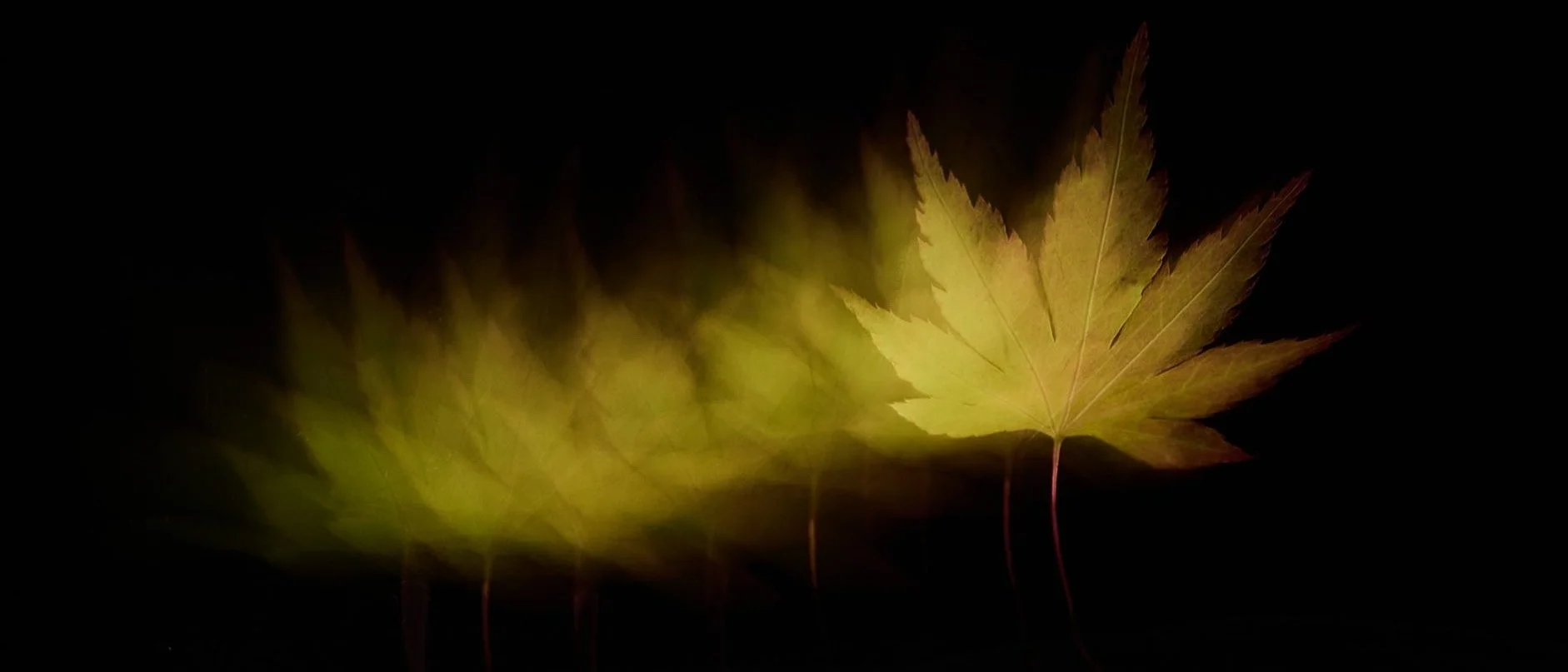 A black background, with an autumnal leaf twisting across, revealing the faint view of a choir performing at Smith Square