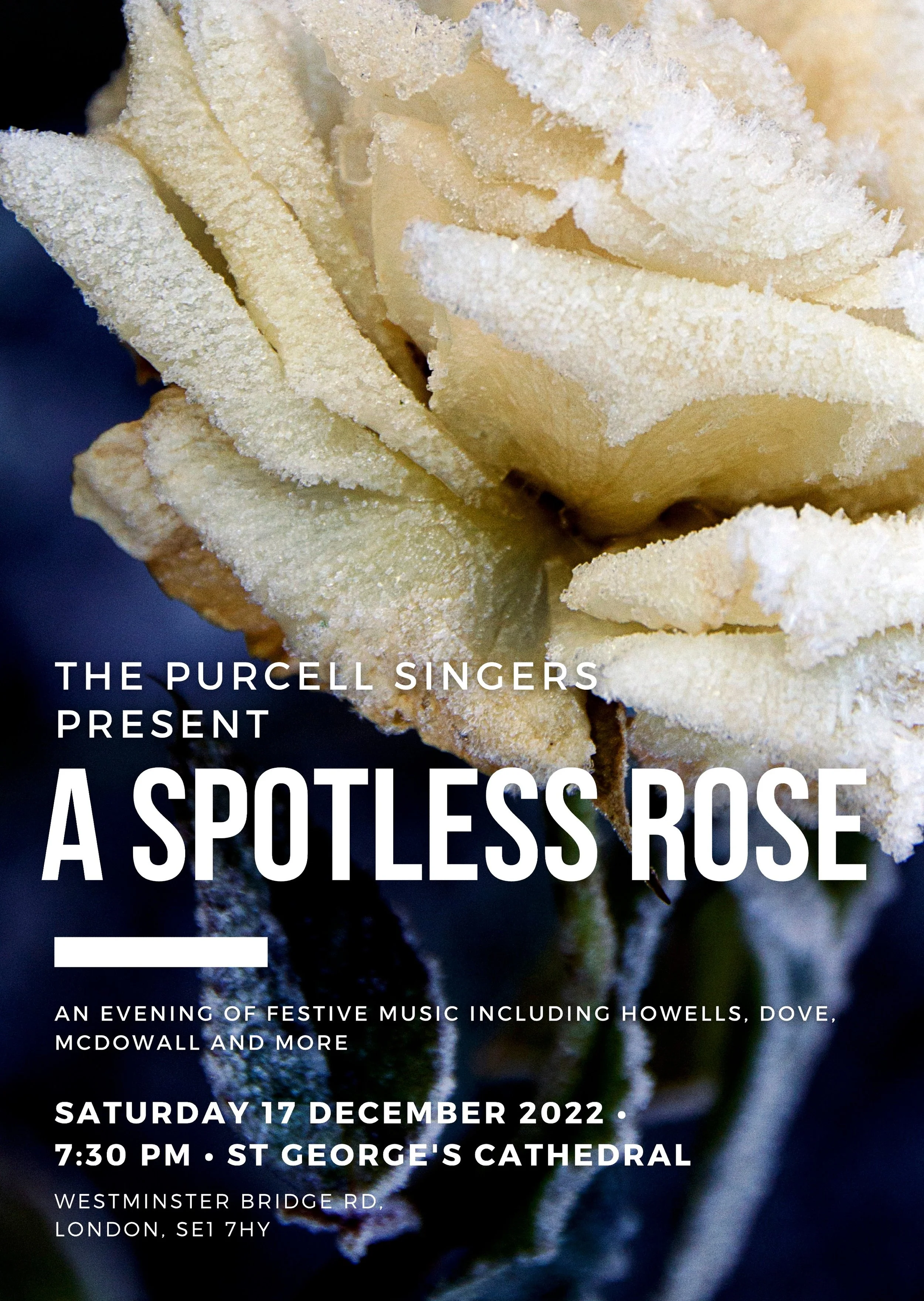 Poster image of a frosted white rose, advertising The Purcell Singers concert, A Spotless Rose, on Saturday 17 December