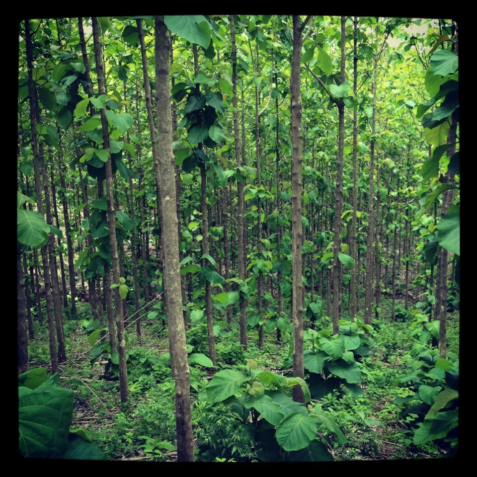 Young Teak forest at Finca La Fortuna