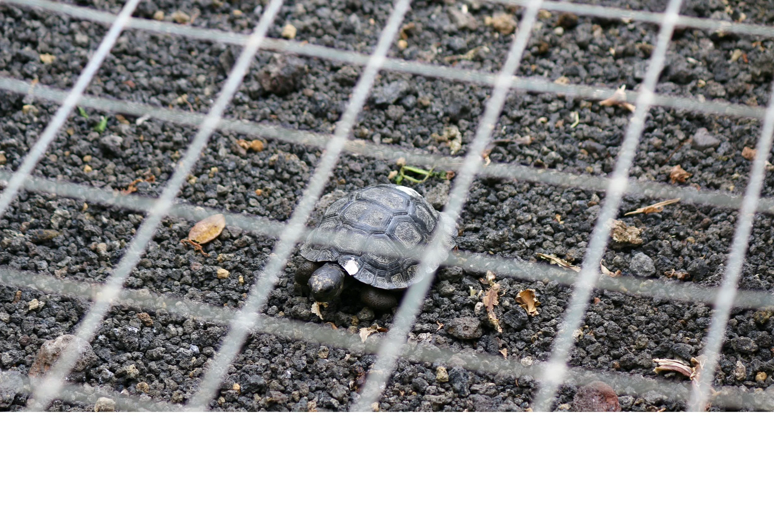 This little guy is no bigger than the palm of my hand.