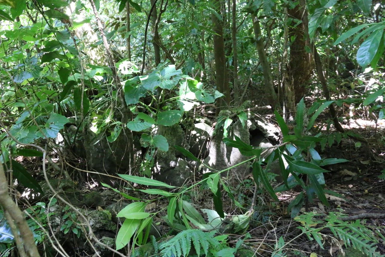 Trust me, it's in there. This is a jungle, people.