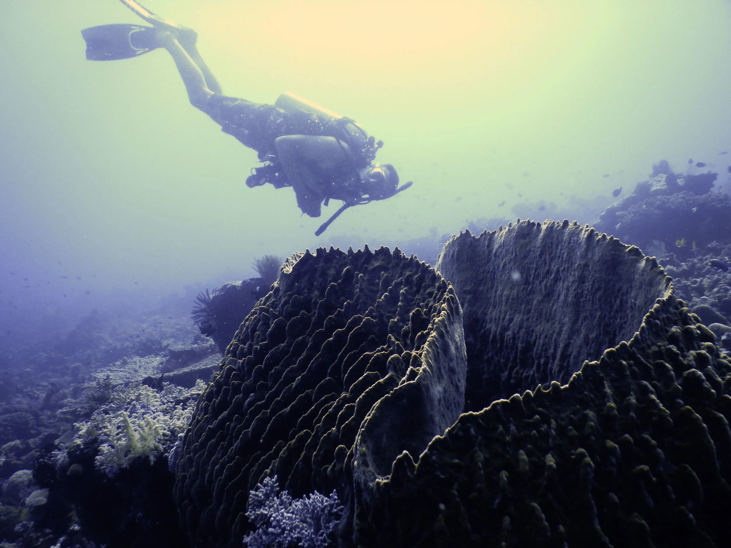 East Timor (9).jpg