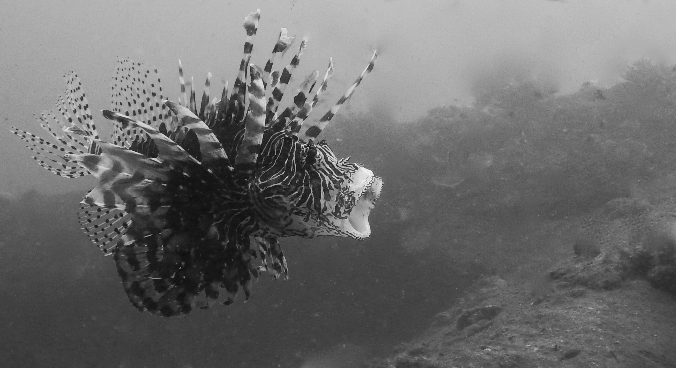 Flores, Akermi Dive resort (6).jpg
