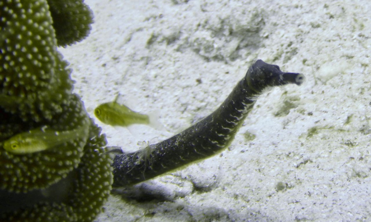 Komodo Diving Day 1 (4).jpg