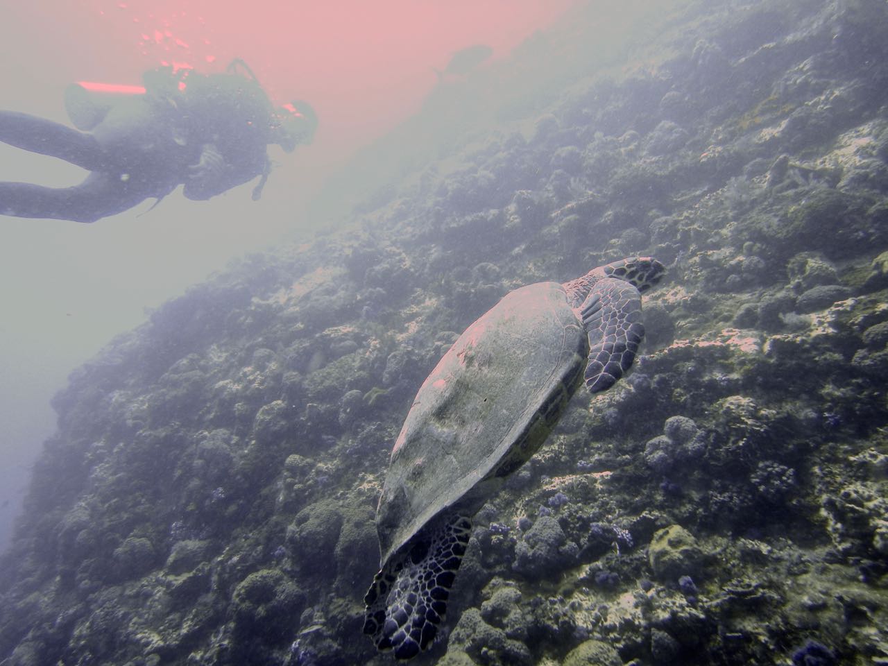 Komodo Diving Day 1 (6).jpg