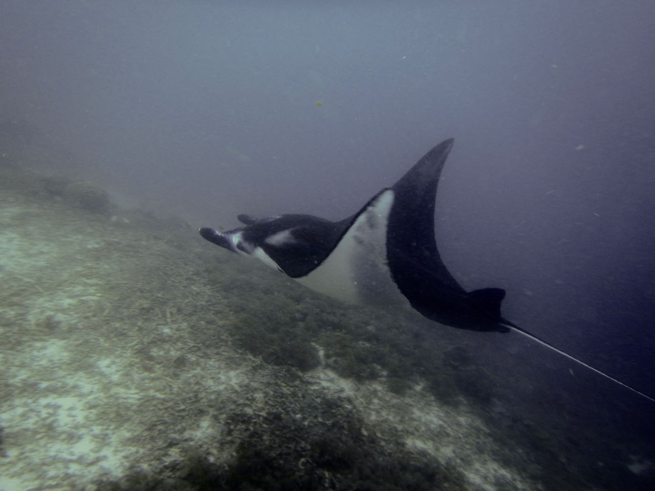 Komodo Diving Day 1 (9).jpg