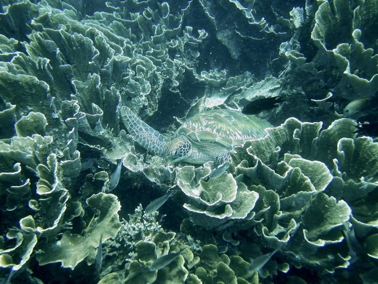 Komodo Diving Day 1.jpg