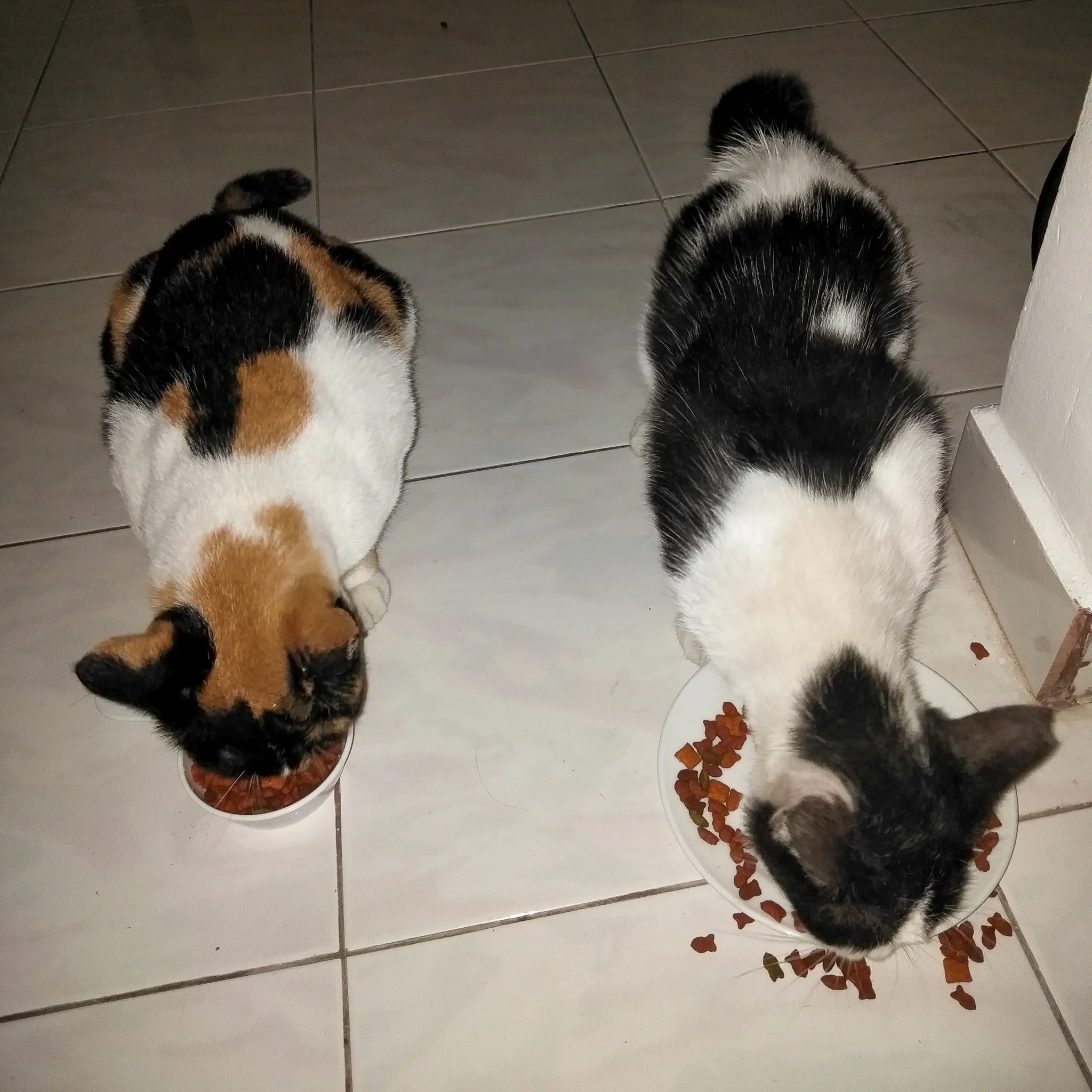 IMG20190426082902 - Copy.jpg