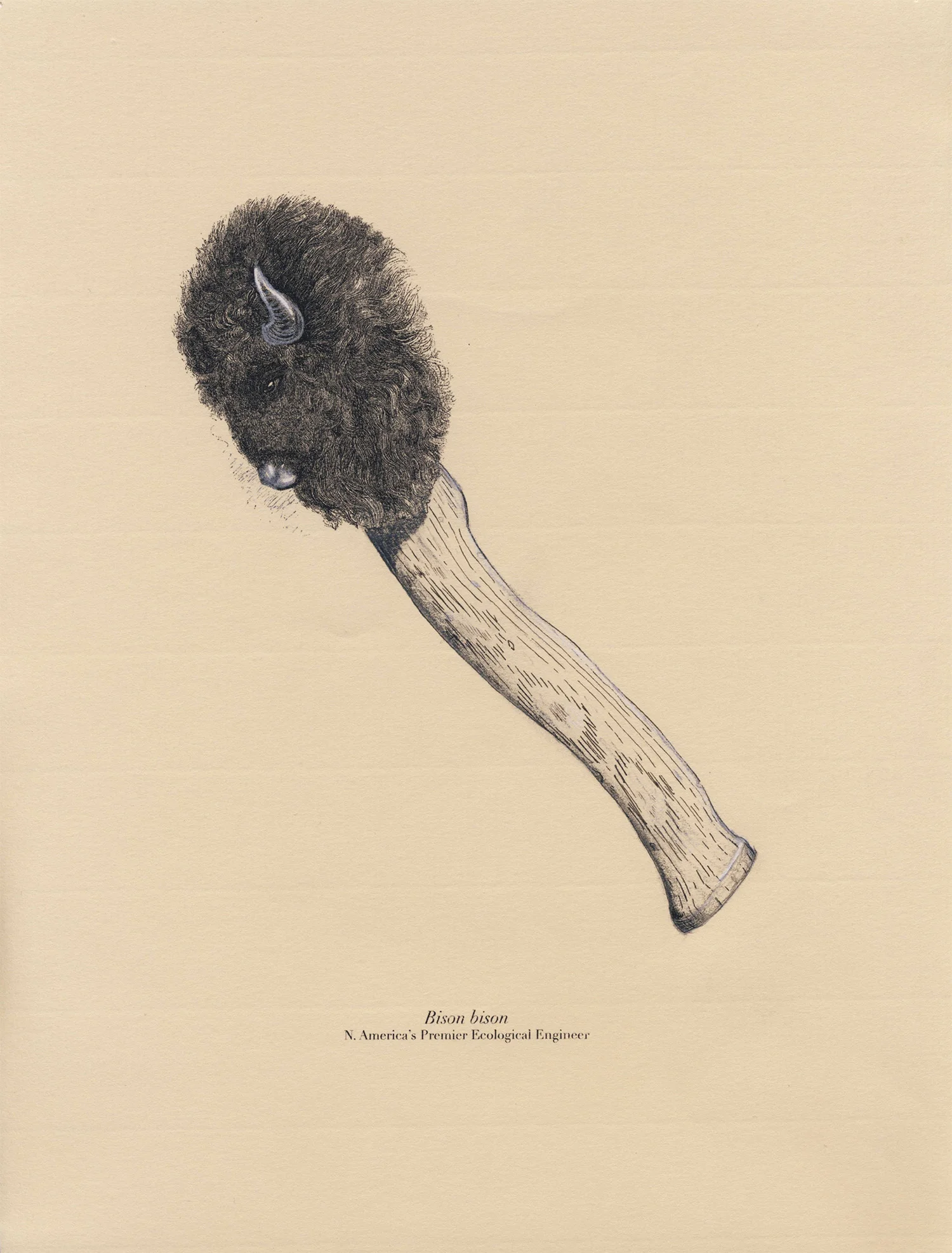 Ecological Engineers: Bison Series