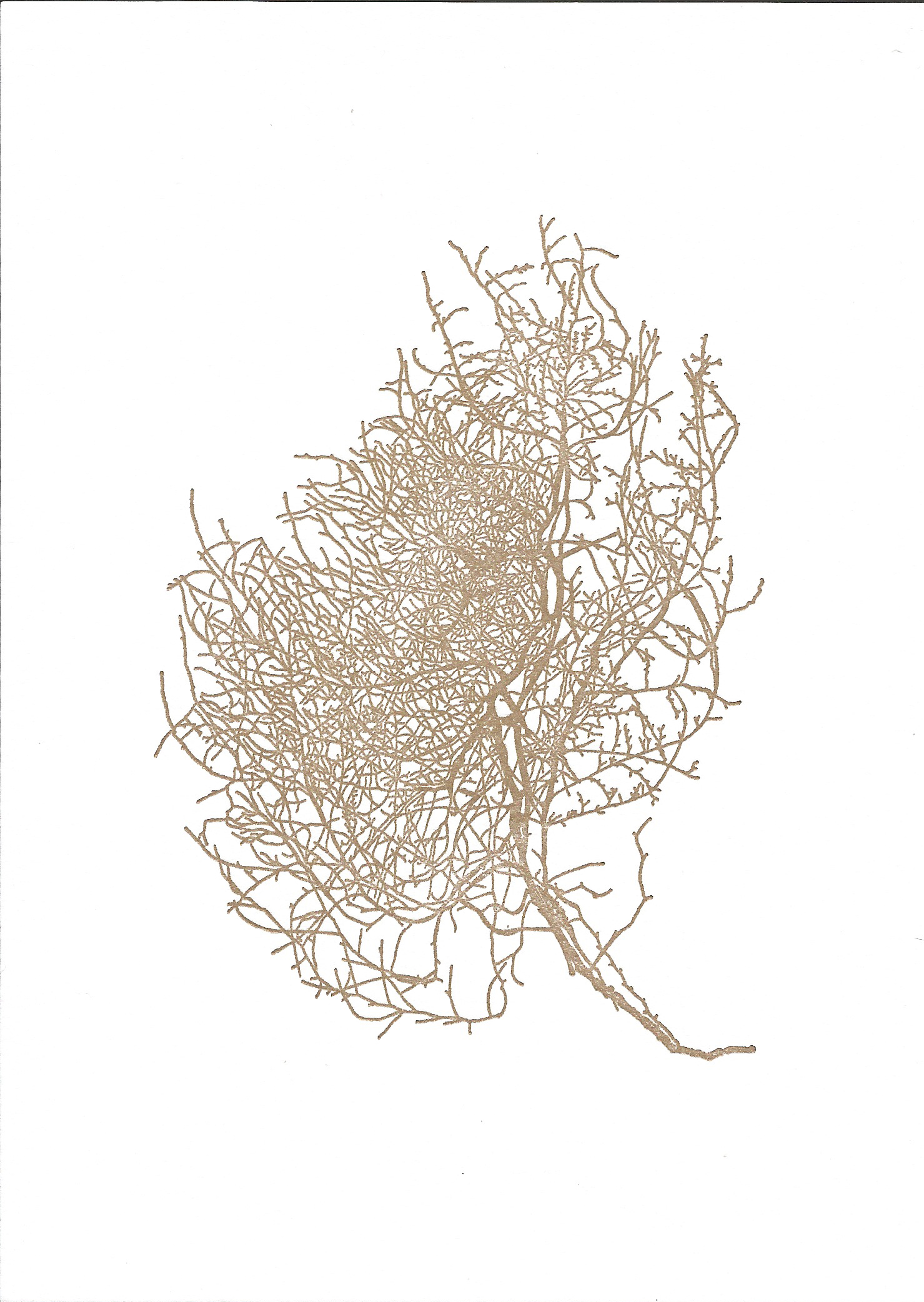 Tumble Weed, 5x7" letterpress print with Valor Press