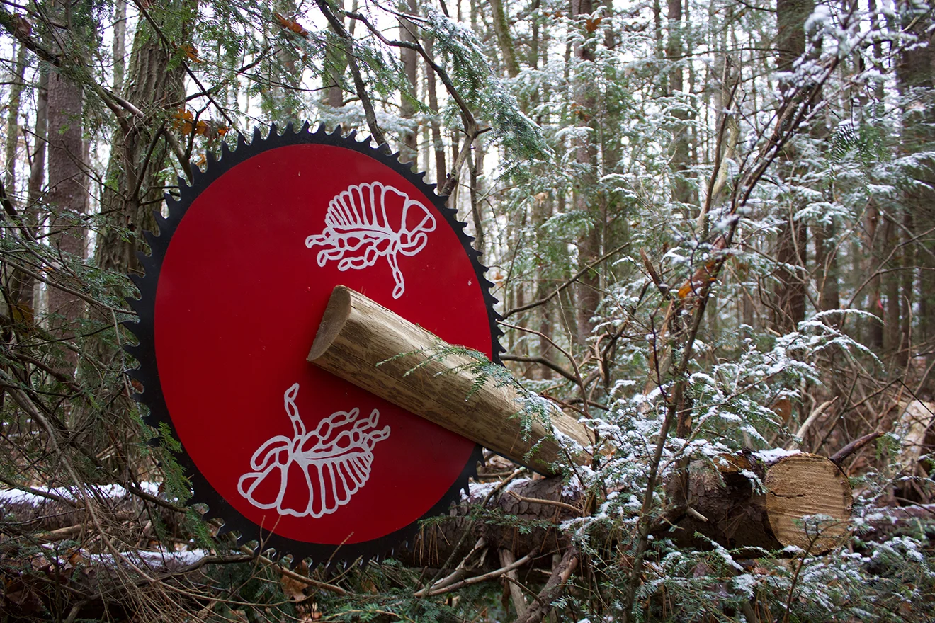 Double Assault , installation at Harvard Forest, dimensions variable, acrylic paint, wood, vintage buzzsaws, and assorted hardware, 2017. Collaborators: David Buckley, Jack Byers, Dr. Aaron Ellison, and Salua Rivero.