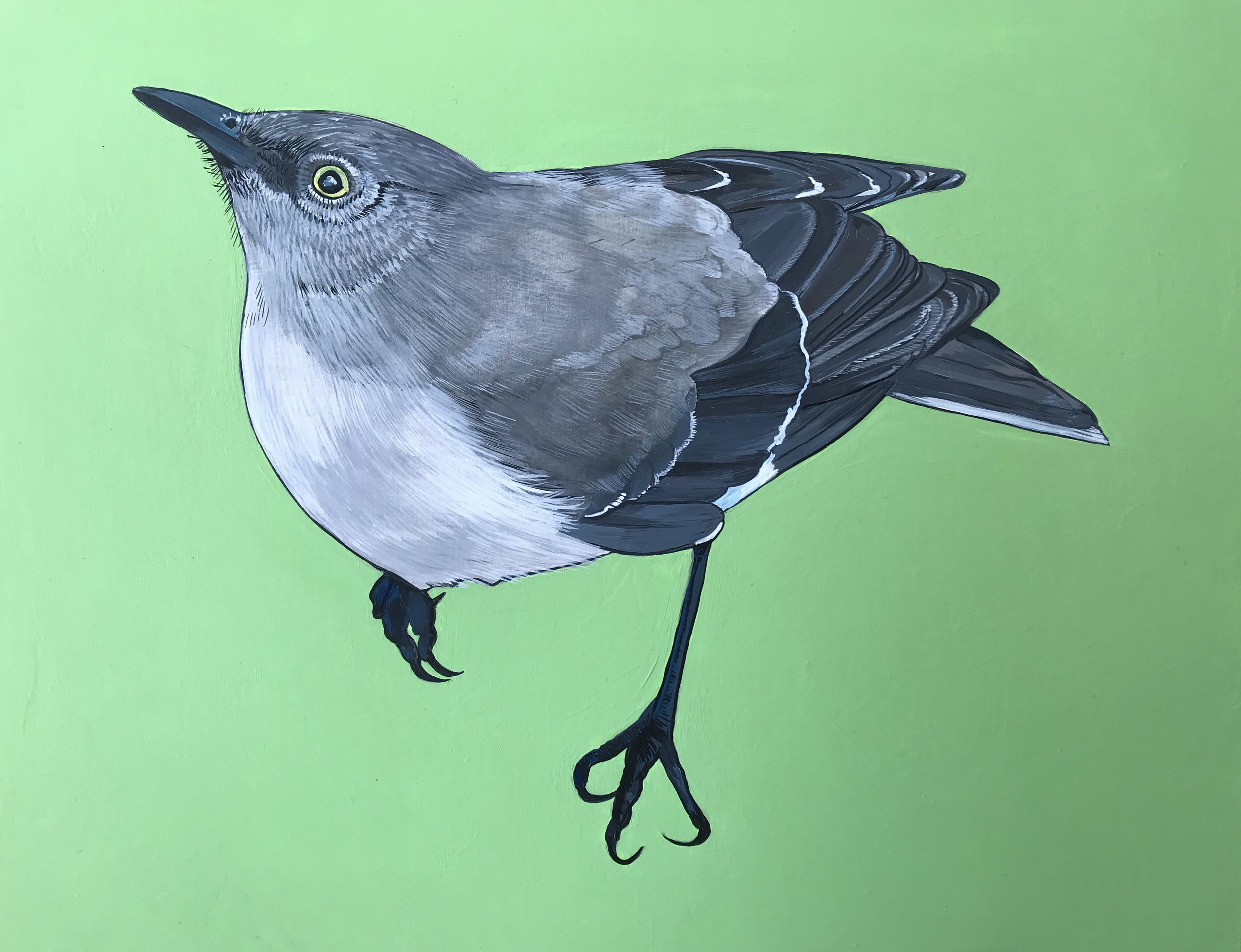 California Mockingbird, 2018, Acrylic on Wood Panel, 11" x 14".