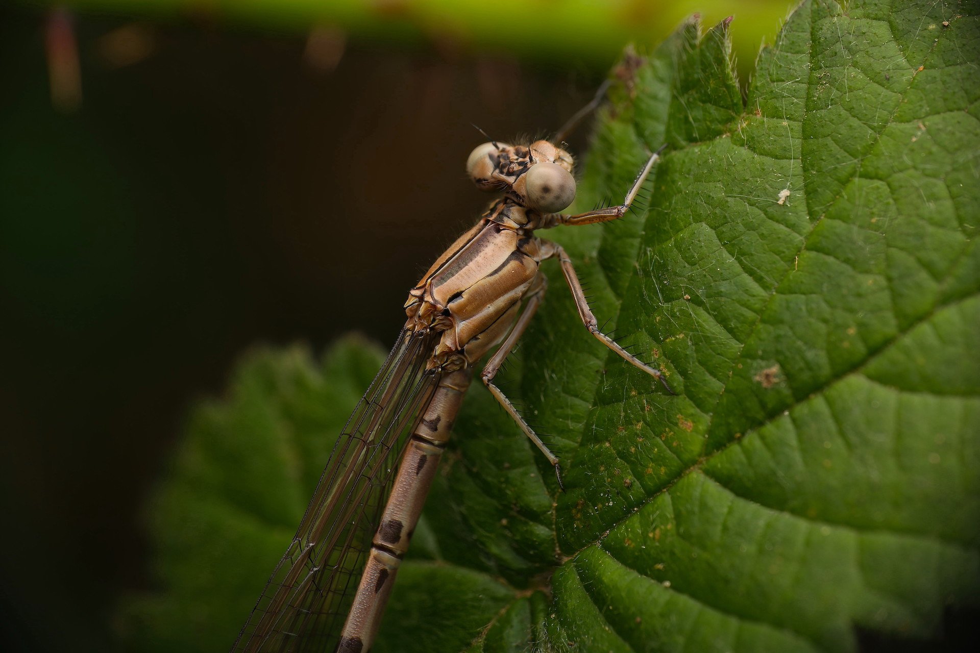 Damsel at Rest