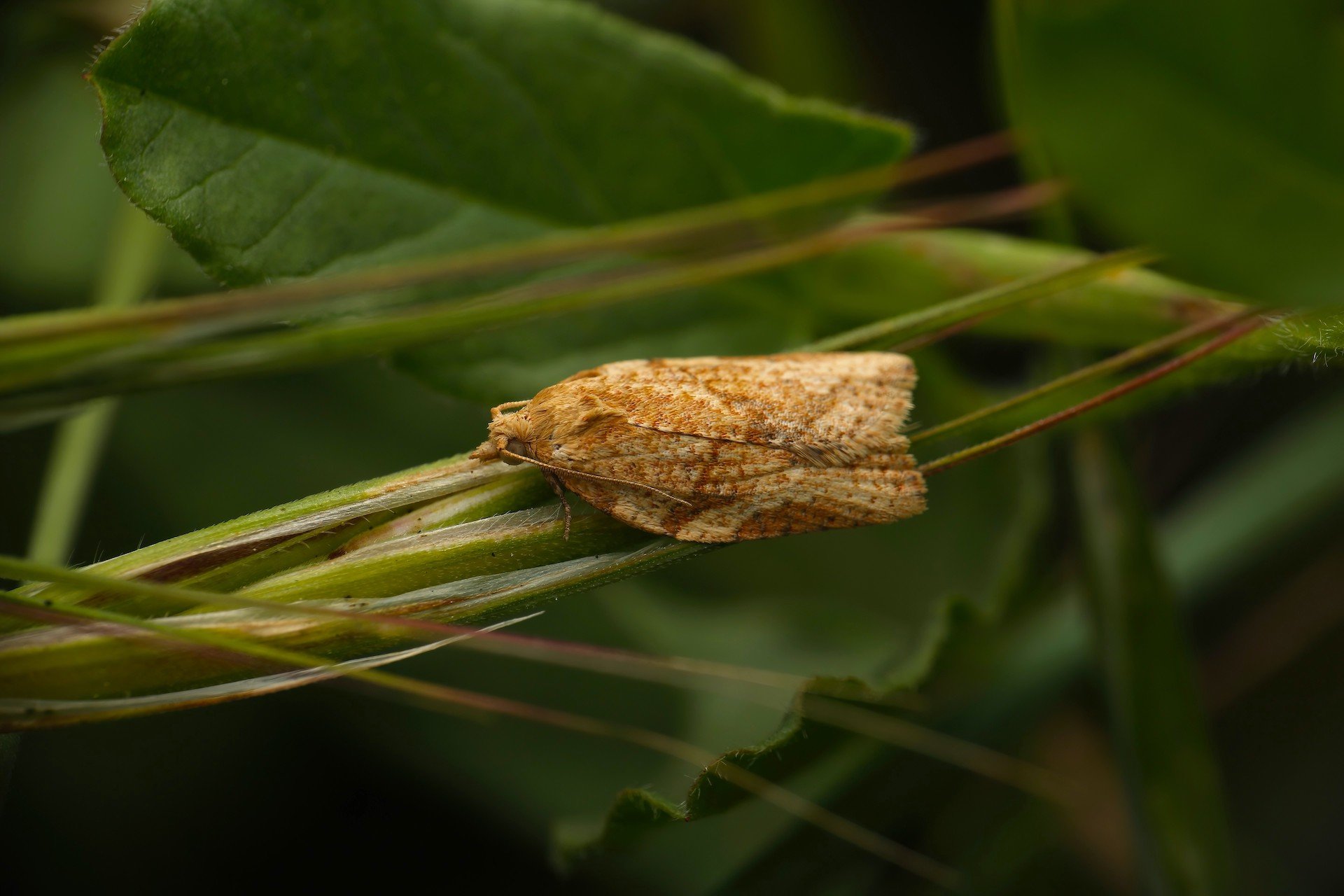 Inquisitive Moth