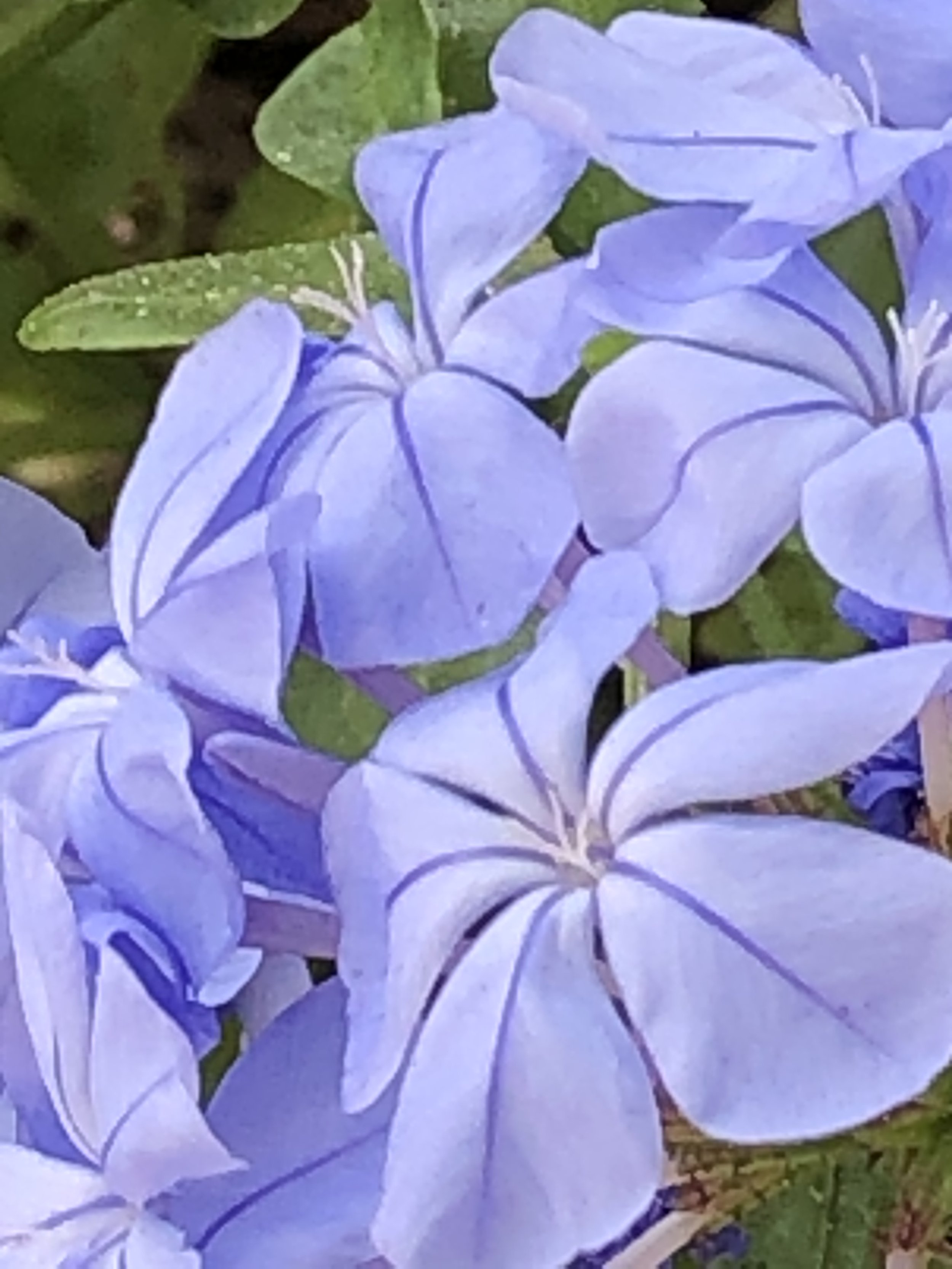 Heidi Hardin. 2022. Blue Hydrangea Bouquet