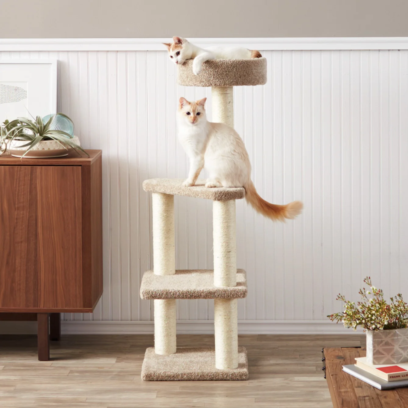 Photo_BasicsJanuary_01042016_CatTree_LG_Top_SQ-132_SO.jpg