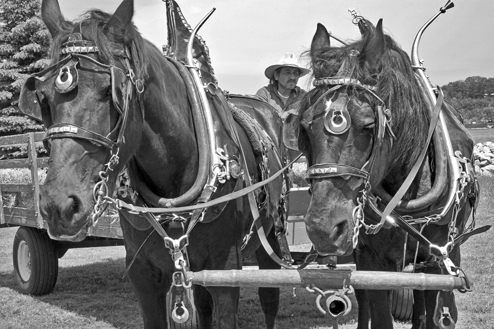 elberta sol horses(blackandwhite-rbb.jpg