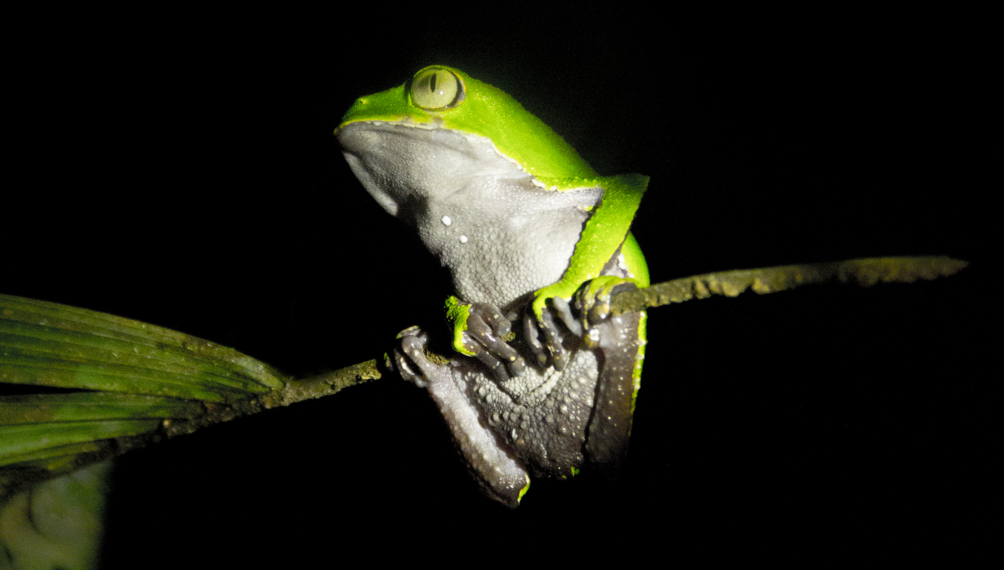 Nature and Animals