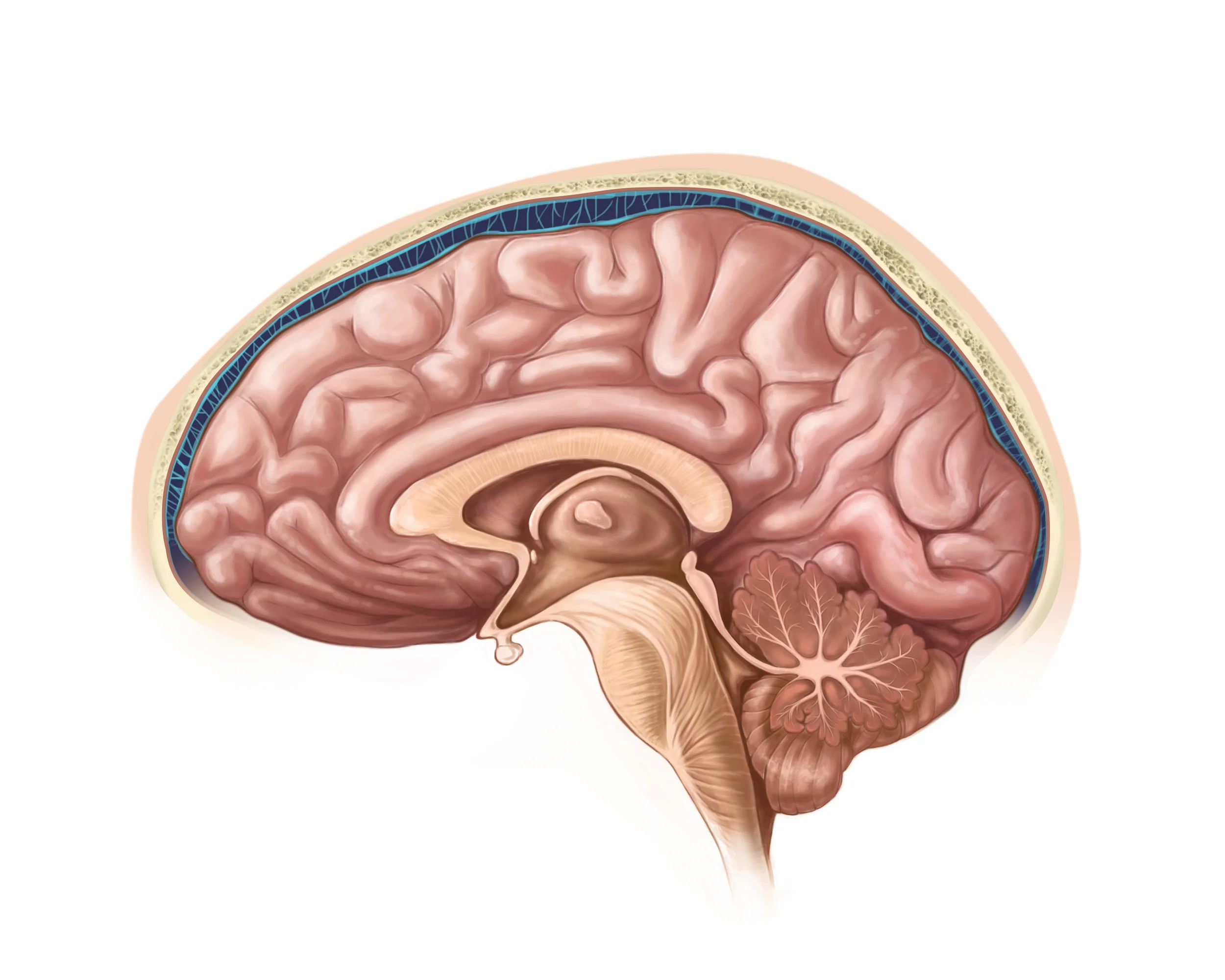 Normal
0
false
false
false
EN-US
X-NONE
X-NONE
Brain Anatomy Illustration Interpretive illustration created from a provided MRI image. This image was used as part of a design concept for an exhibit on MRI machines. In collaboration with the Great Lakes Science Center.
/* Style Definitions */
table.MsoNormalTable
{mso-style-name:"Table Normal";
mso-tstyle-rowband-size:0;
mso-tstyle-colband-size:0;
mso-style-noshow:yes;
mso-style-priority:99;
mso-style-parent:"";
mso-padding-alt:0in 5.4pt 0in 5.4pt;
mso-para-margin:0in;
mso-para-margin-bottom:.0001pt;
mso-pagination:none;
mso-hyphenate:none;
text-autospace:ideograph-other;
font-size:12.0pt;
font-family:"Times New Roman",serif;
mso-bidi-font-family:Mangal;
mso-font-kerning:1.5pt;
mso-fareast-language:ZH-CN;
mso-bidi-language:HI;}