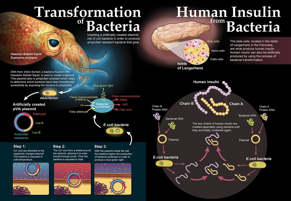 Bacterial Transformation Two-page magazine spread illustrating the process of bacterial transformation at the molecular level. The graphic also features information on how this process is applied to human insulin production.