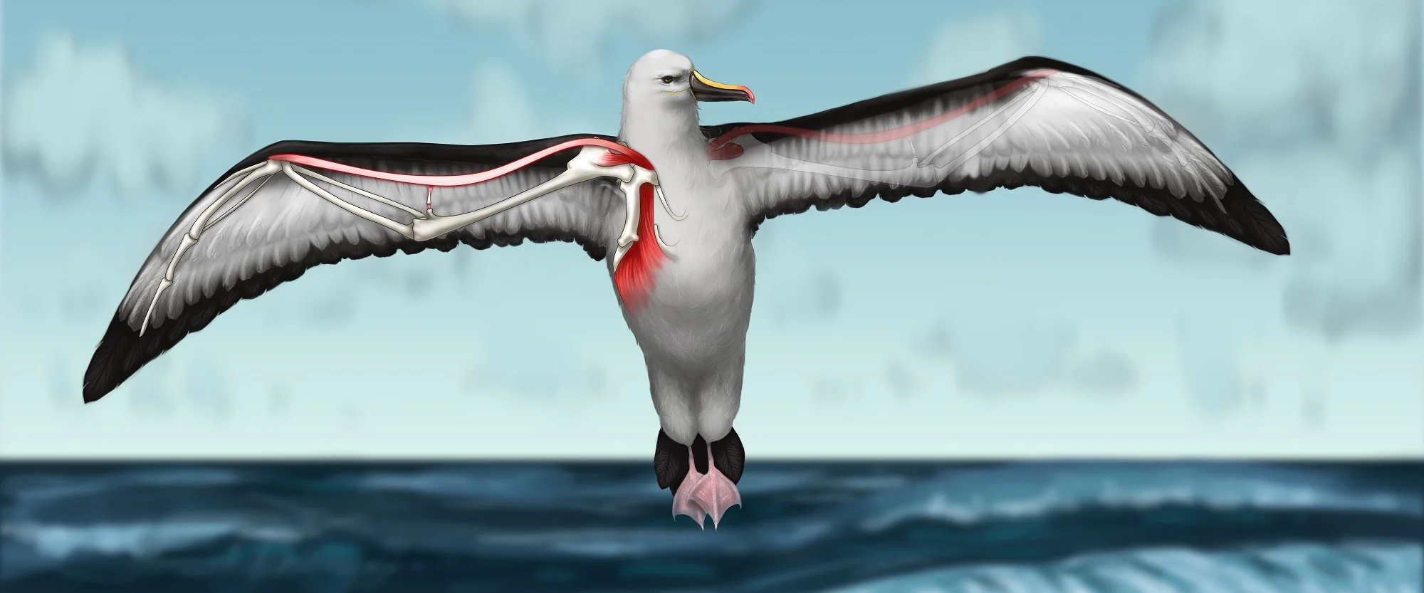 Wall2Albatross7.jpg