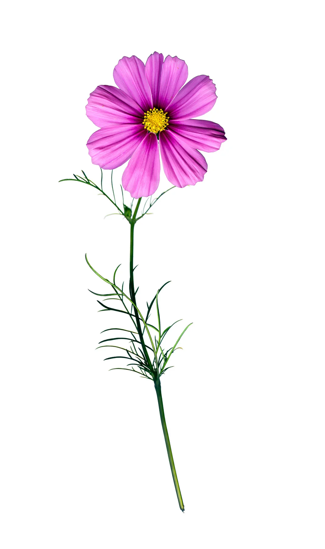 Cosmos (Aster)