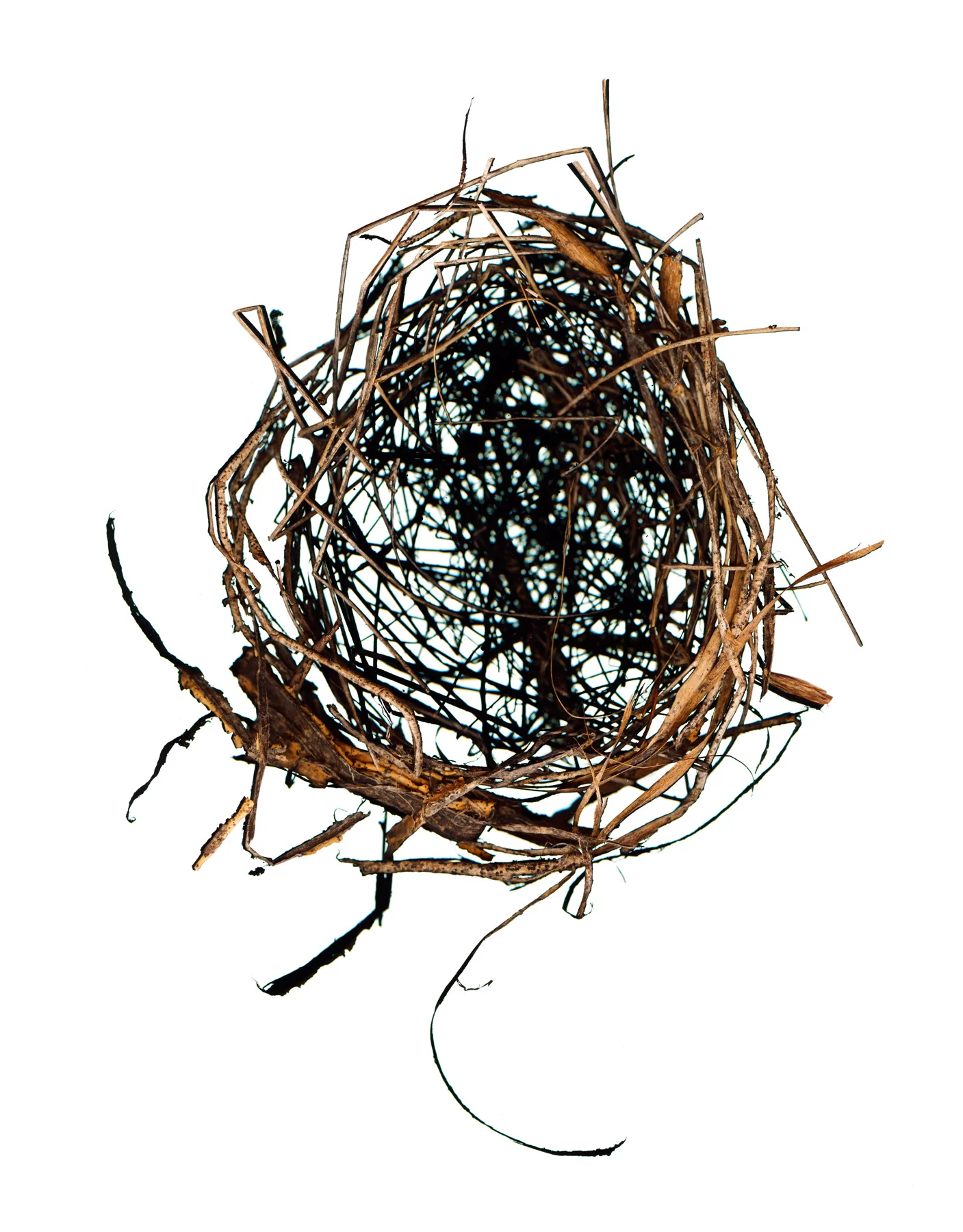 Nest_091311_MASTER.jpg