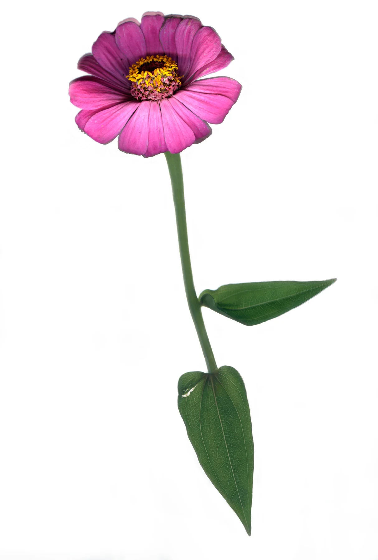 Zinnia(First)_102710_MASTER