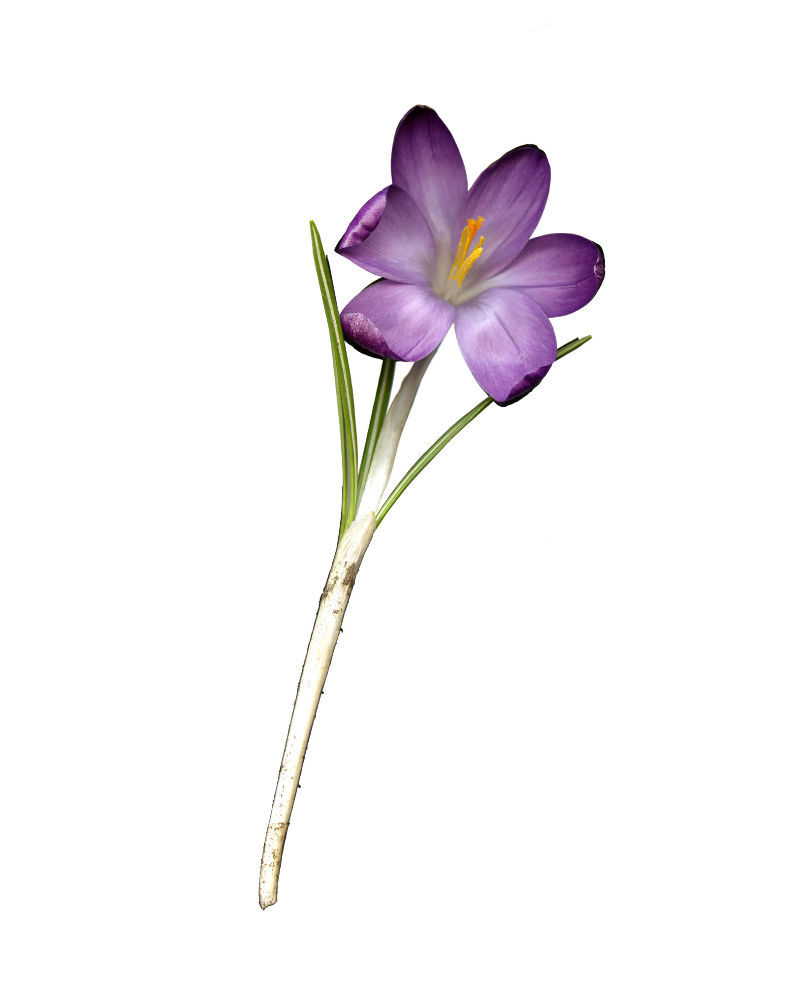 Crocus1_031716_MASTER.jpg