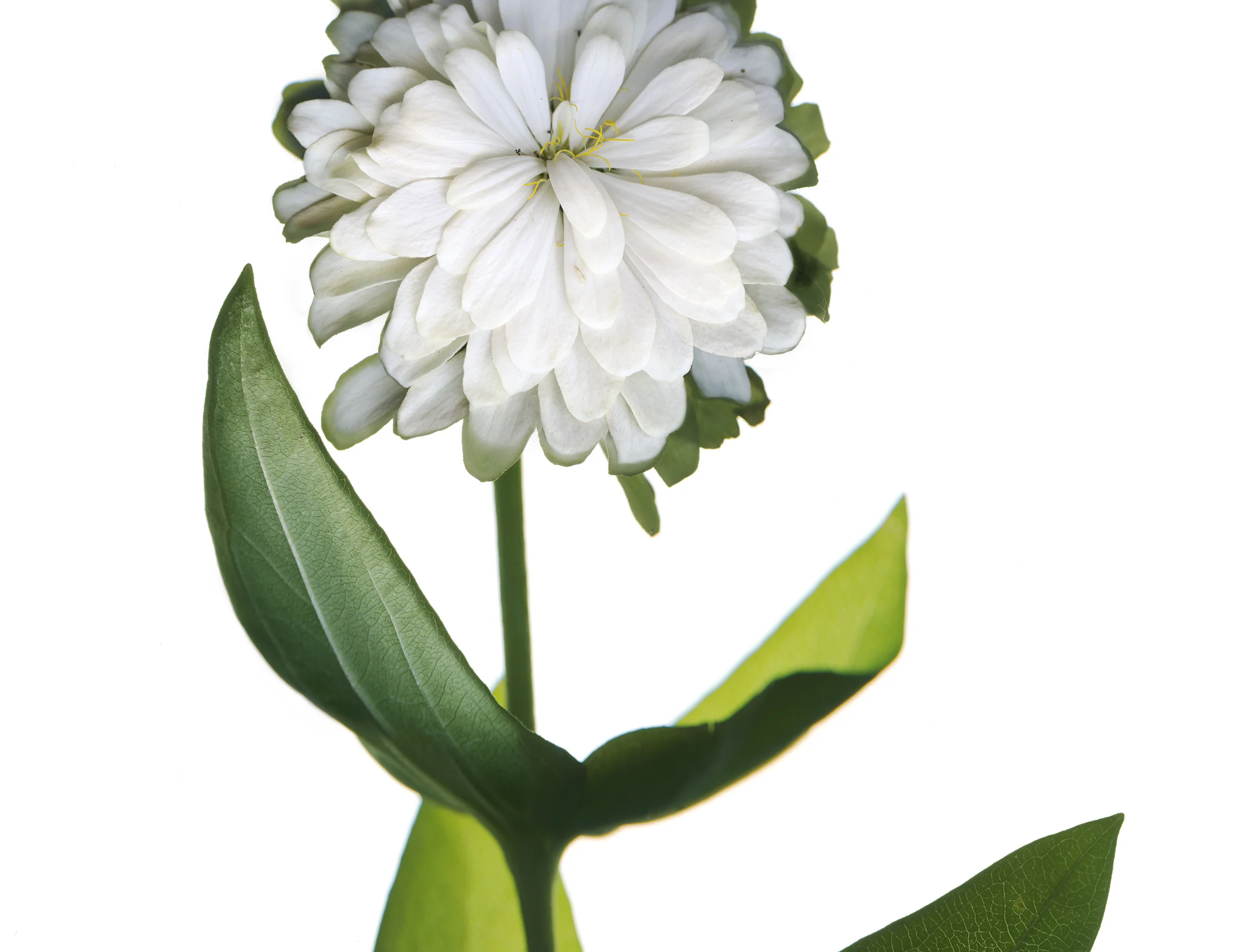 Zinnia