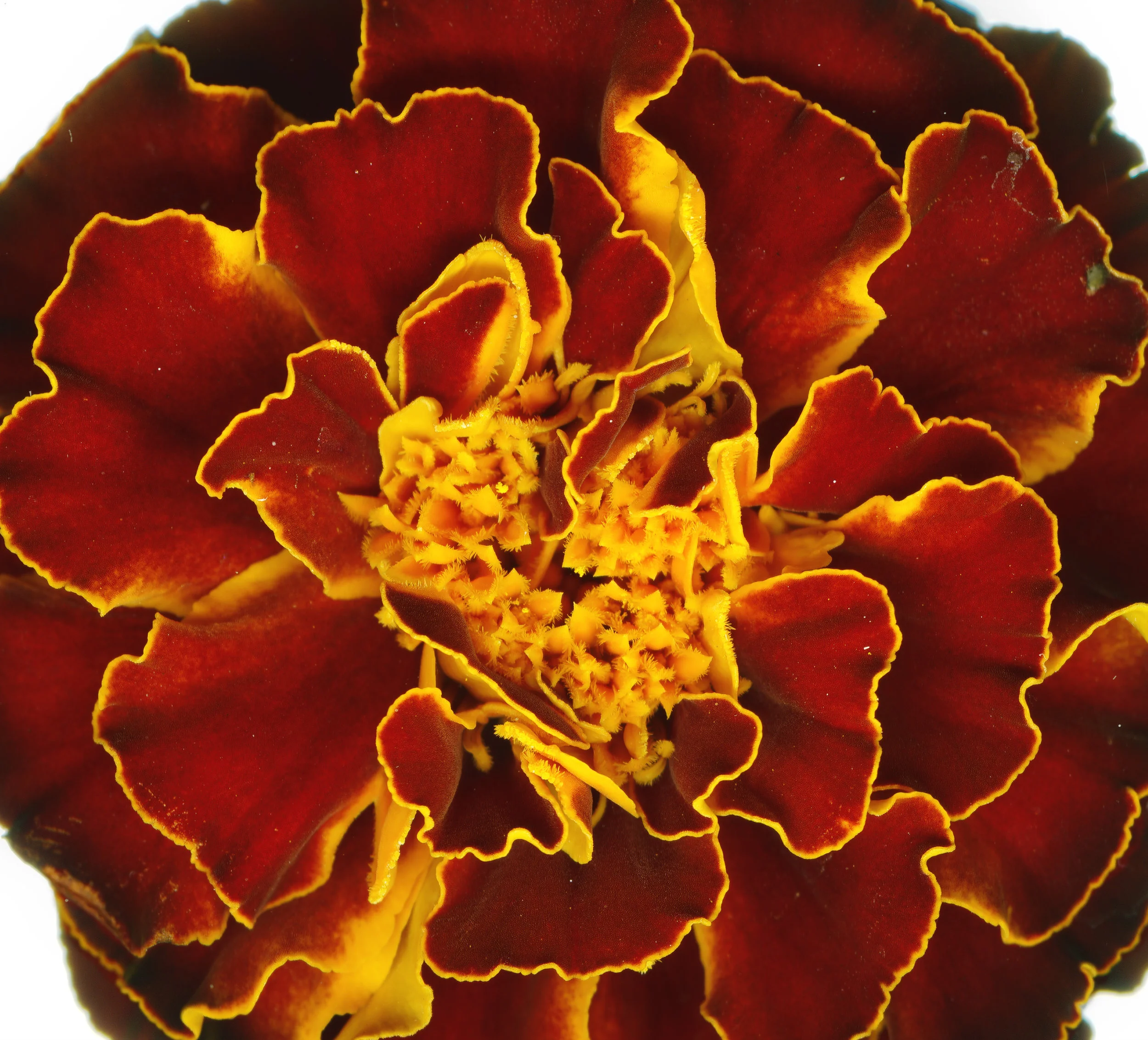 Marigold