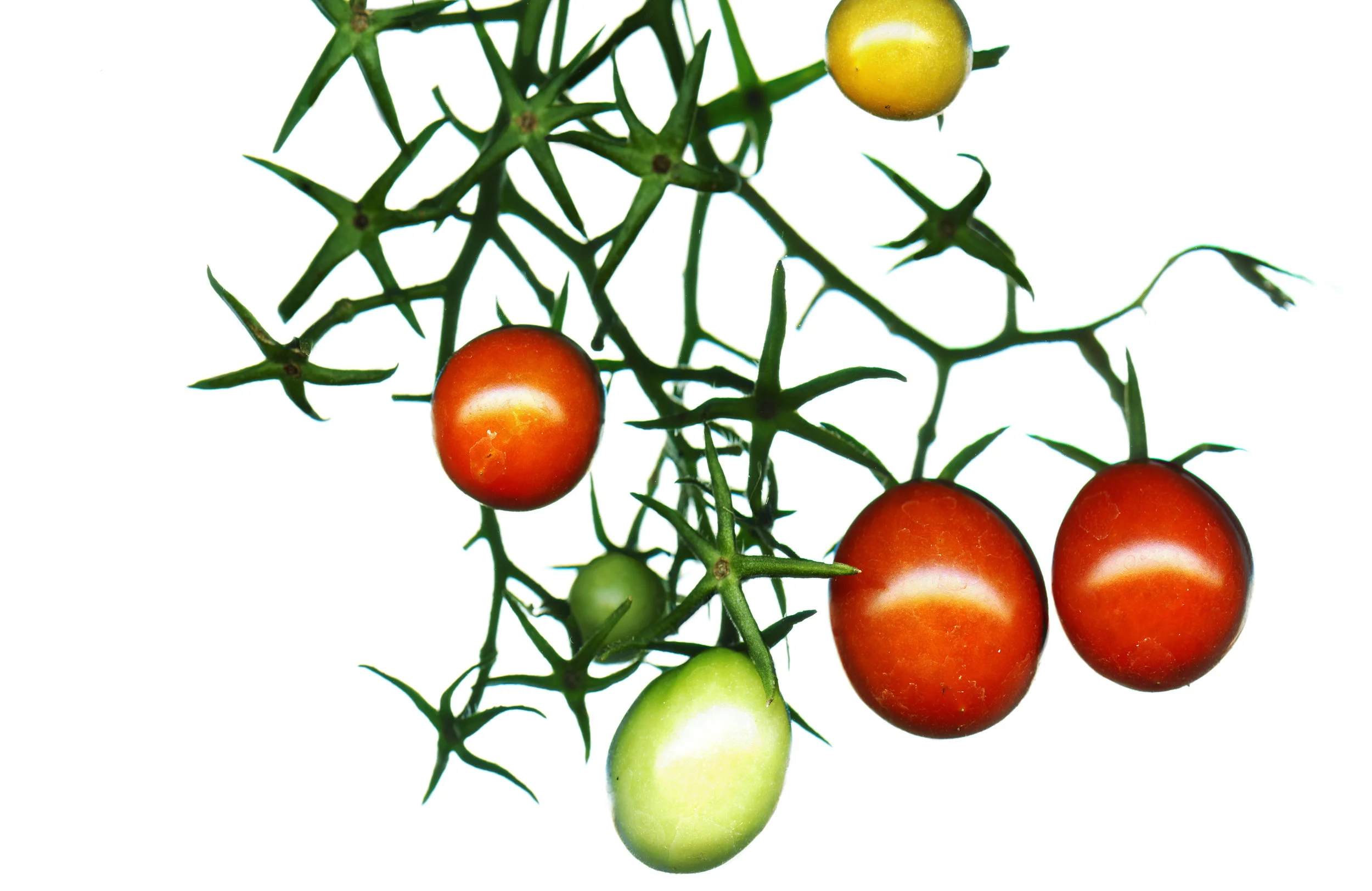 Cherry Tomato