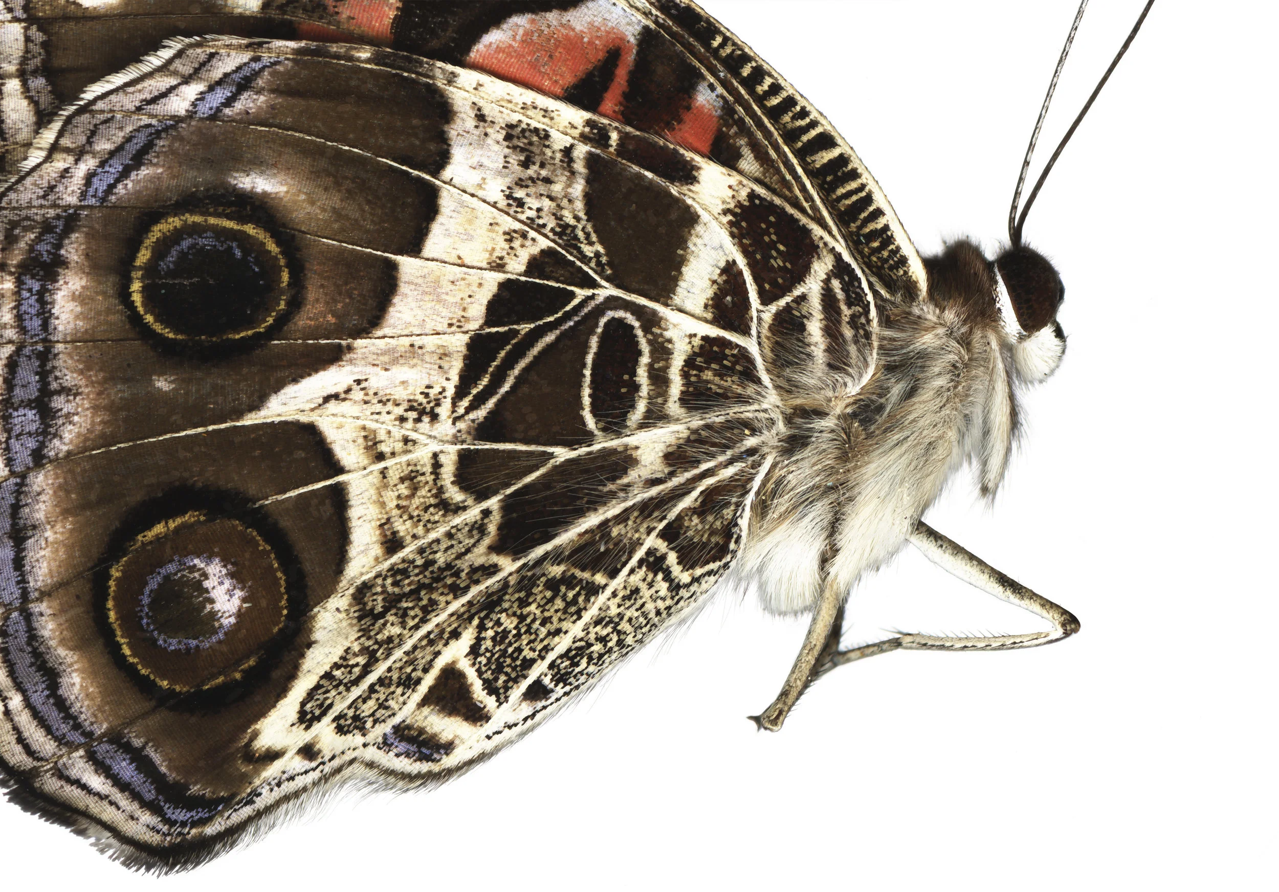 American Beauty Butterfly
