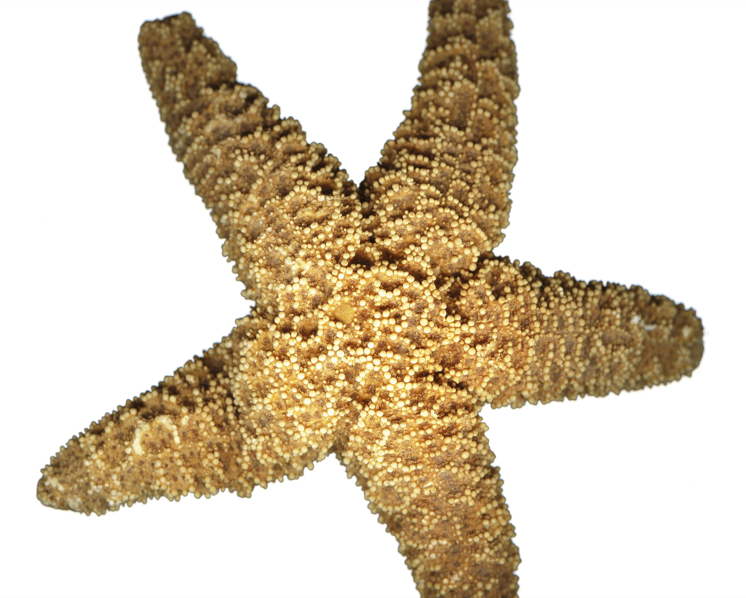 OrangeStarfish_top_MASTER.jpg