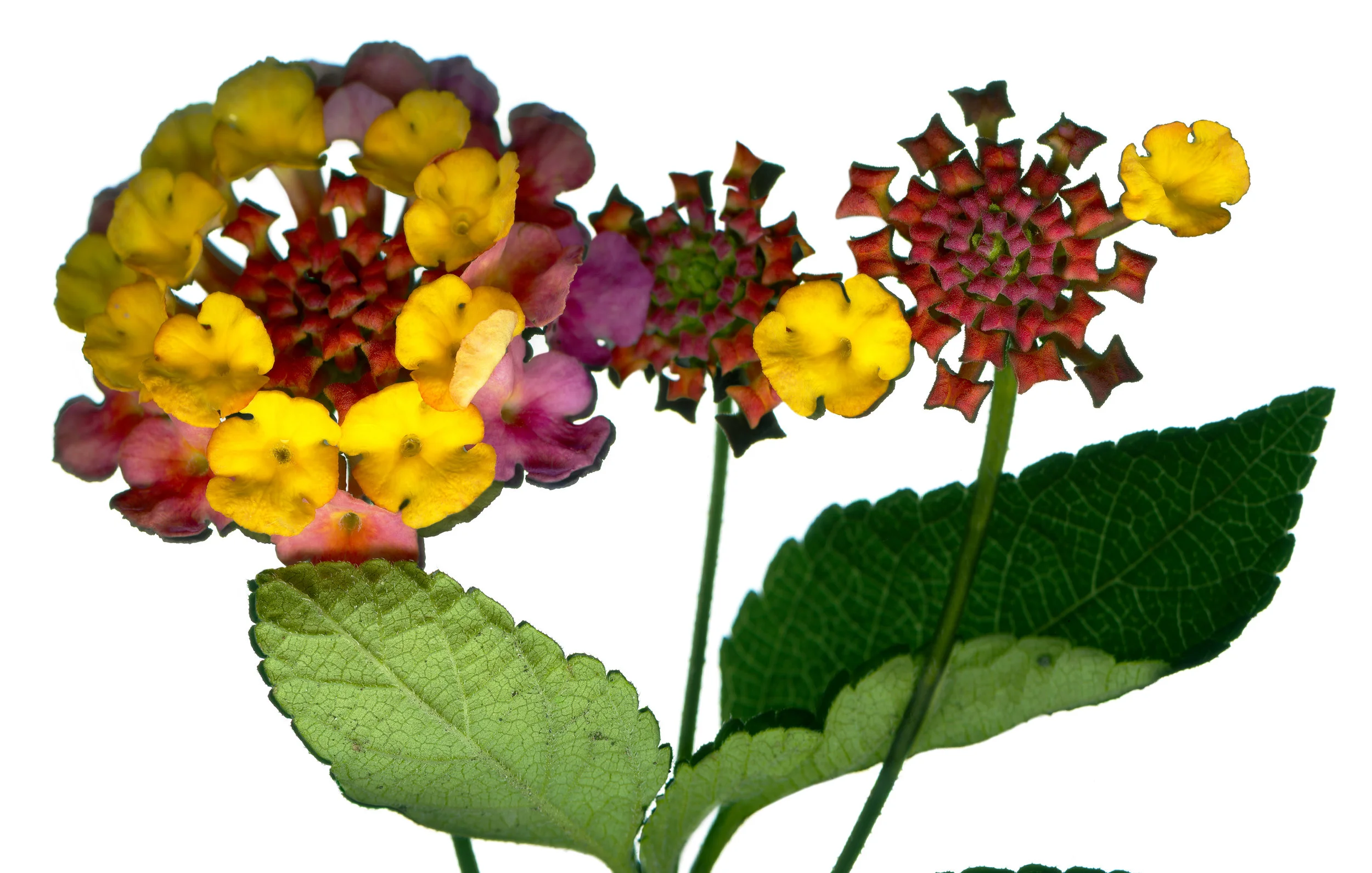 Lantana
